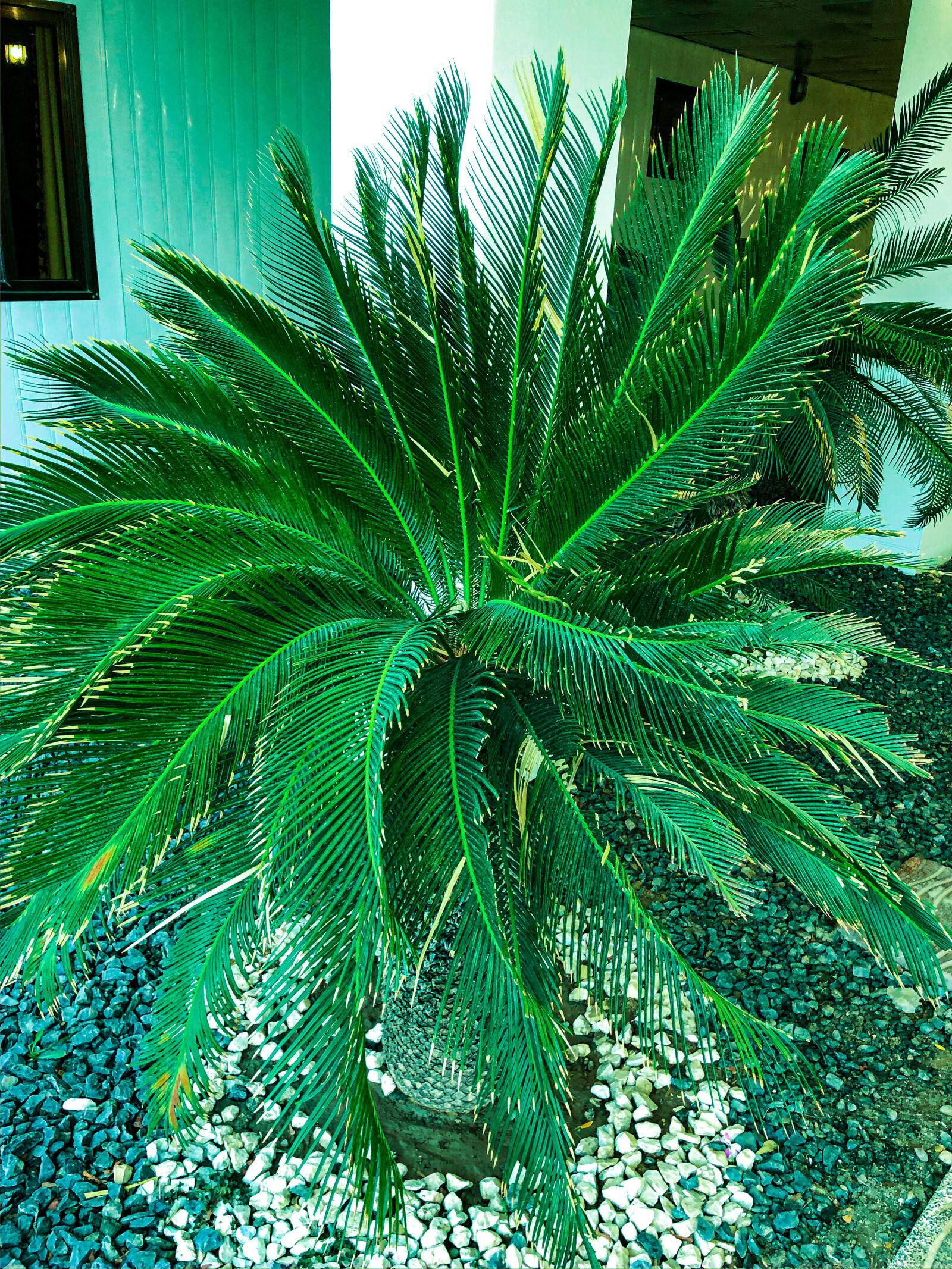 iPhone X back dual camera 4mm f/1.8 sample photo. Plant, palm, green photography