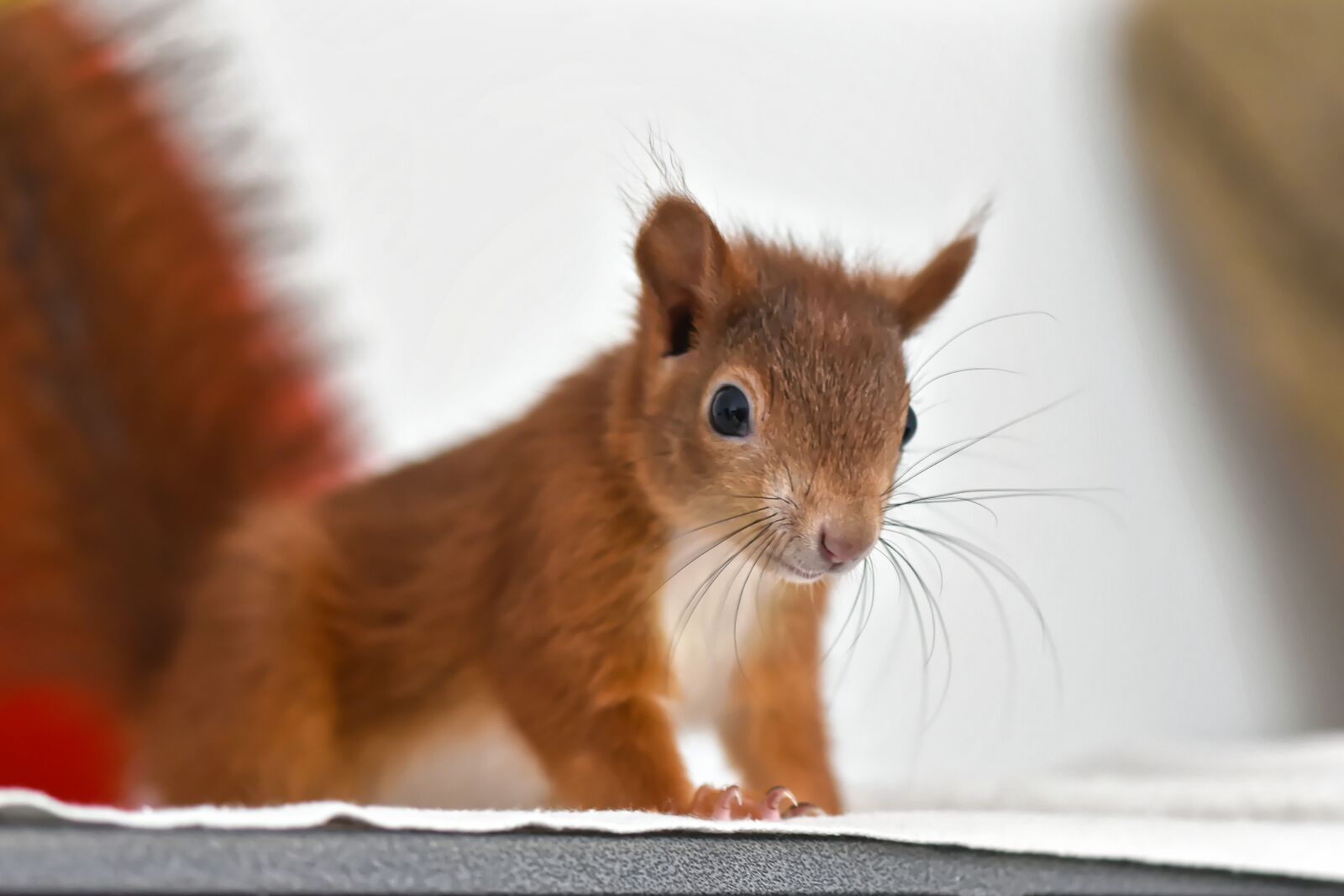 Nikon D7200 sample photo. Squirrel, young animal, small photography