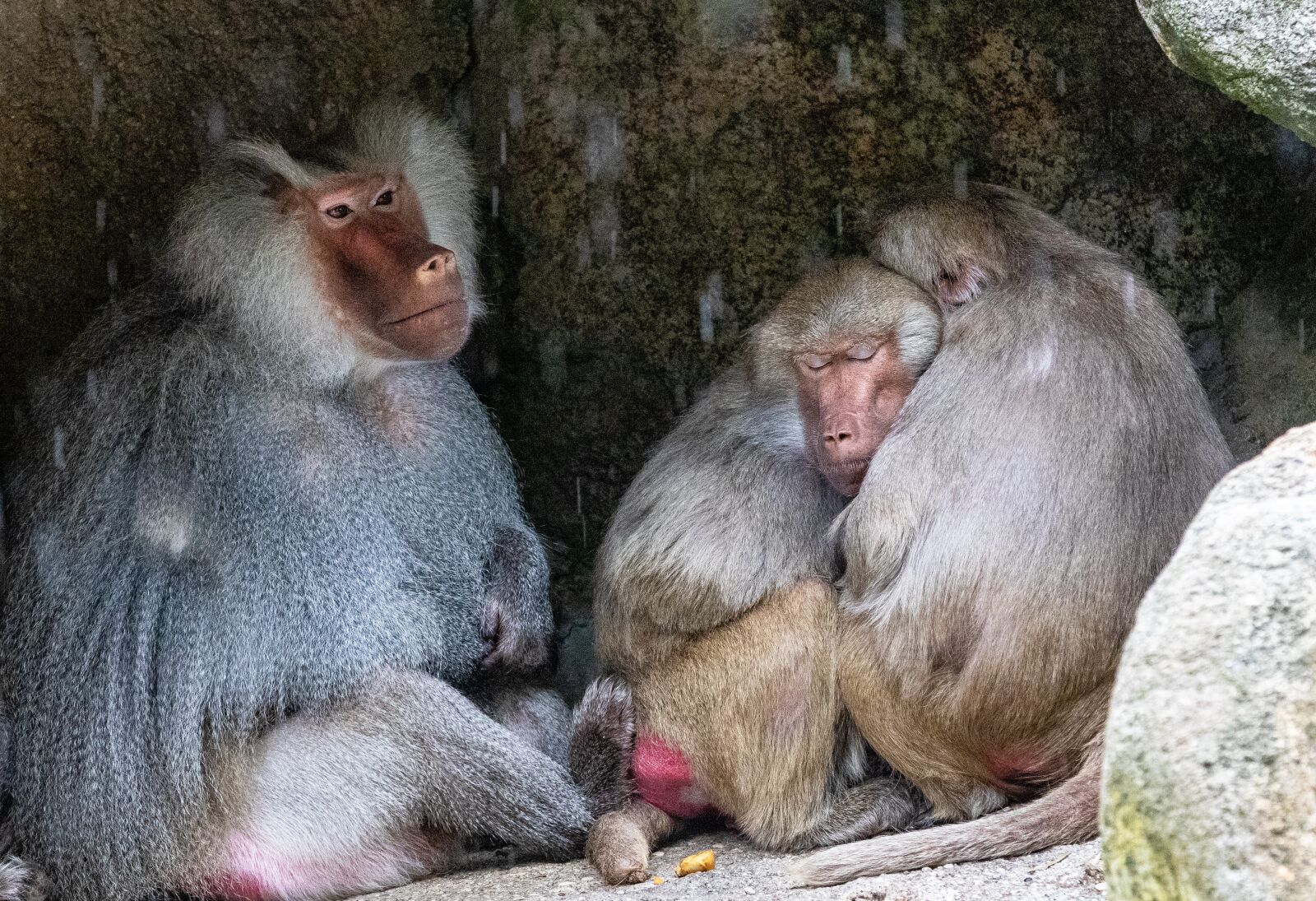 Canon EOS 80D + Canon EF 70-200mm F2.8L IS II USM sample photo. Ape, baboon, zoo photography