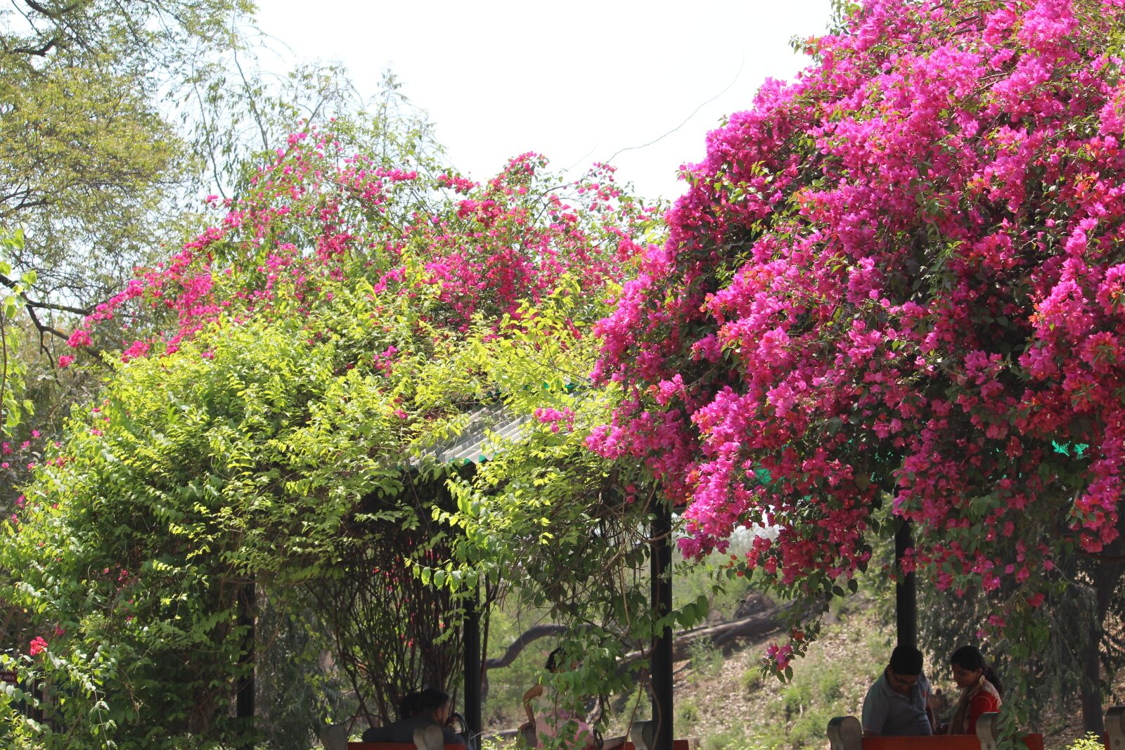 Canon EOS 1200D (EOS Rebel T5 / EOS Kiss X70 / EOS Hi) sample photo. Tree, nature, flower photography