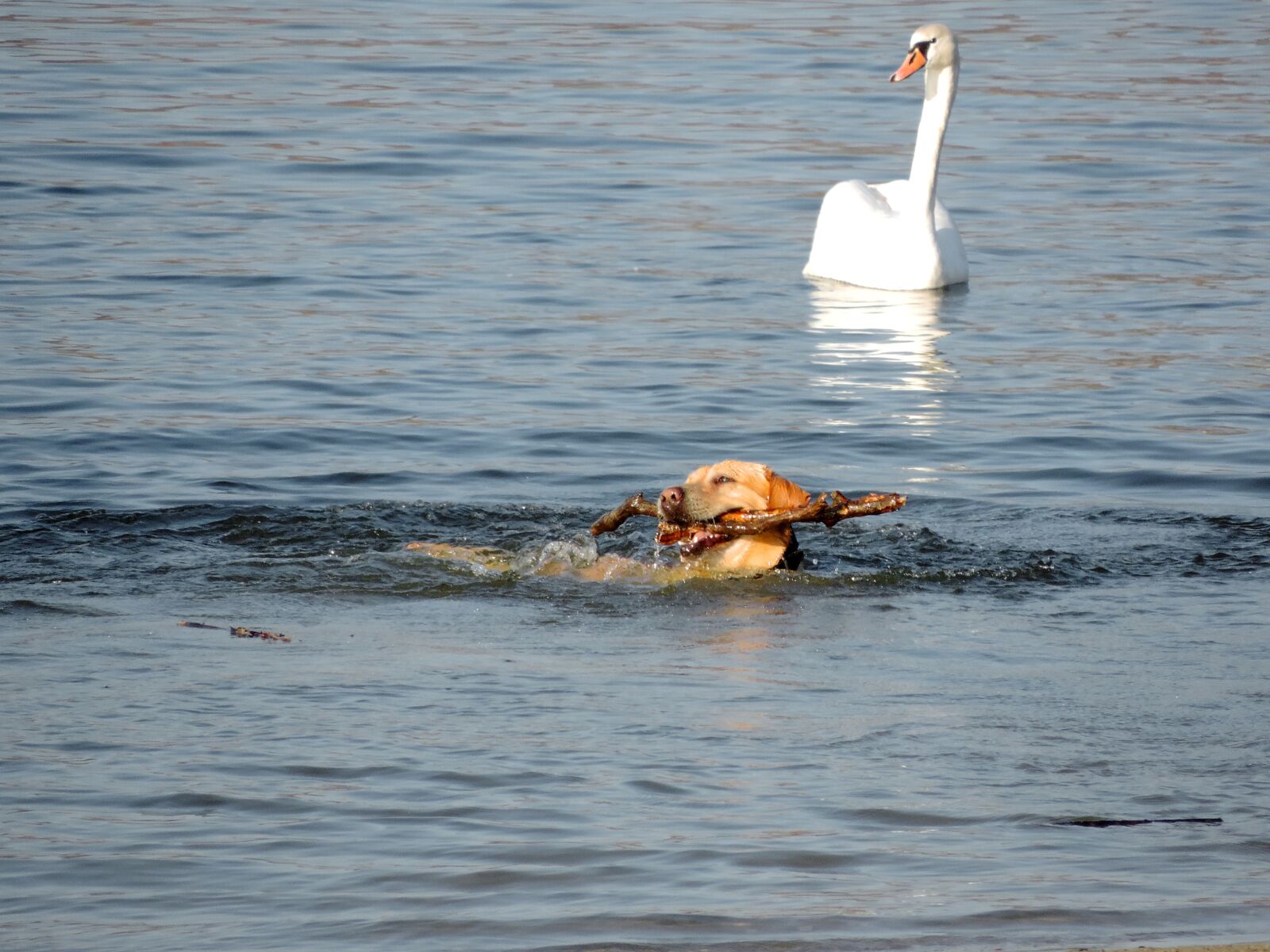 Nikon Coolpix P520 sample photo. Dog, hunting dog, swan photography