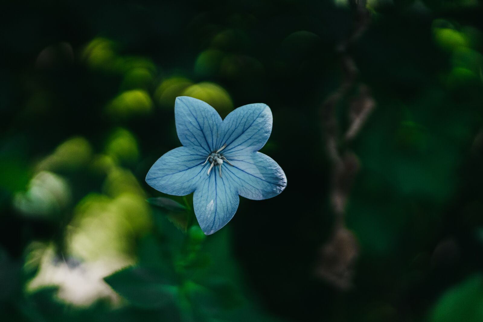 Sony a7 II + Sony FE 85mm F1.8 sample photo. Flower, nature, blossom photography