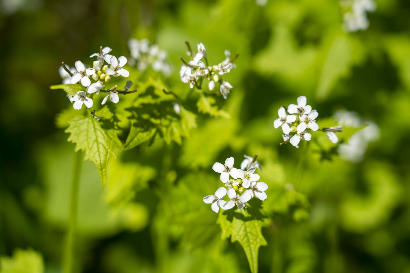 Sony FE 24-105mm F4 G OSS sample photo. Nature, flowers, forest photography