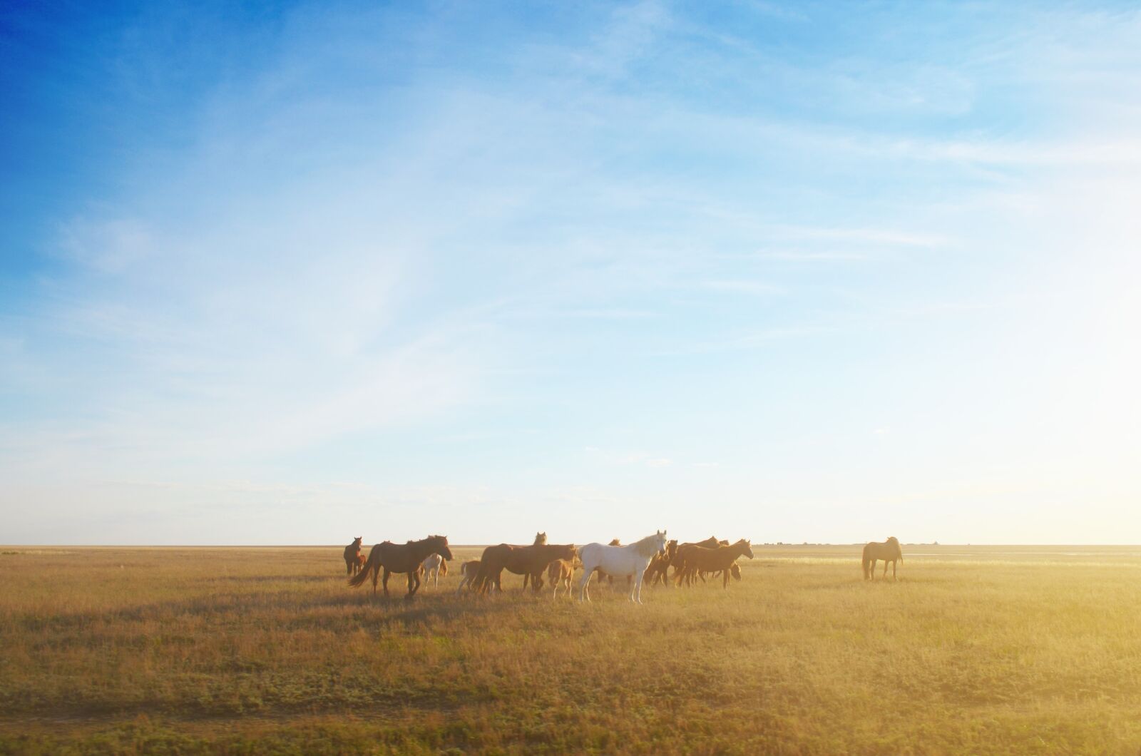 Nikon D5100 sample photo. Steppe, horse, sky photography
