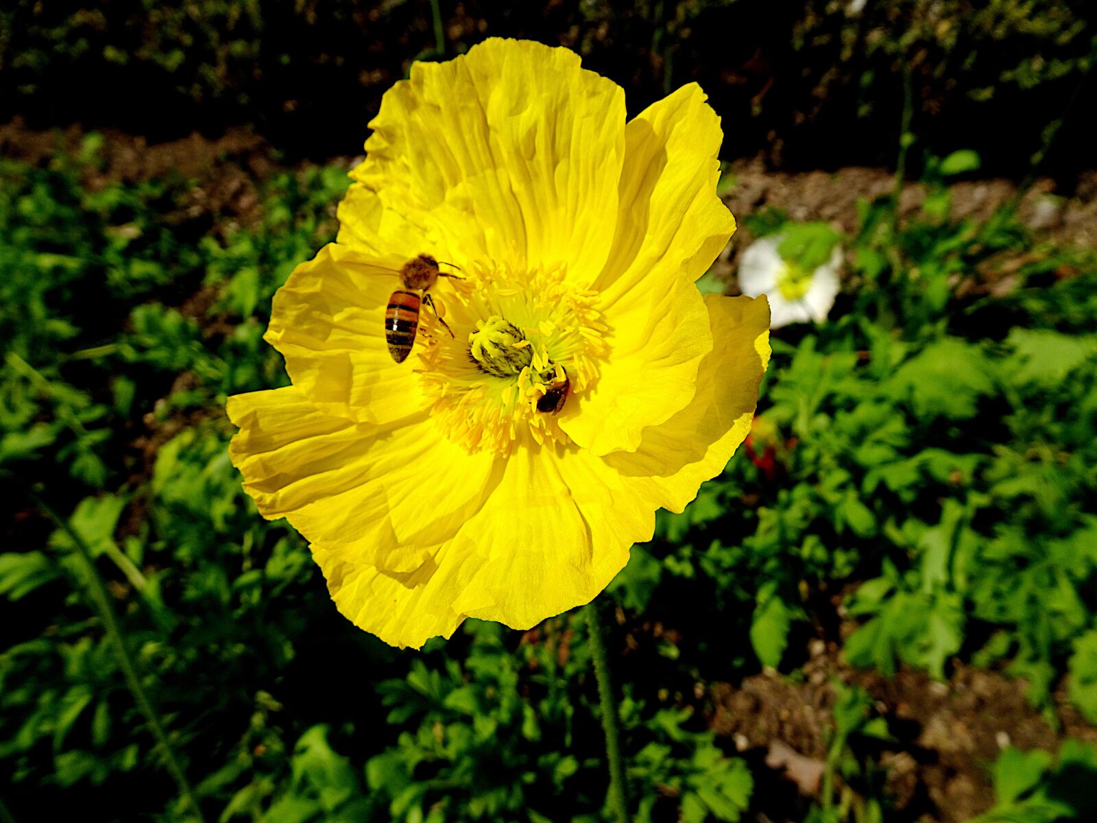 Sony Cyber-shot DSC-HX90V sample photo. Poppy, flowers, plants photography