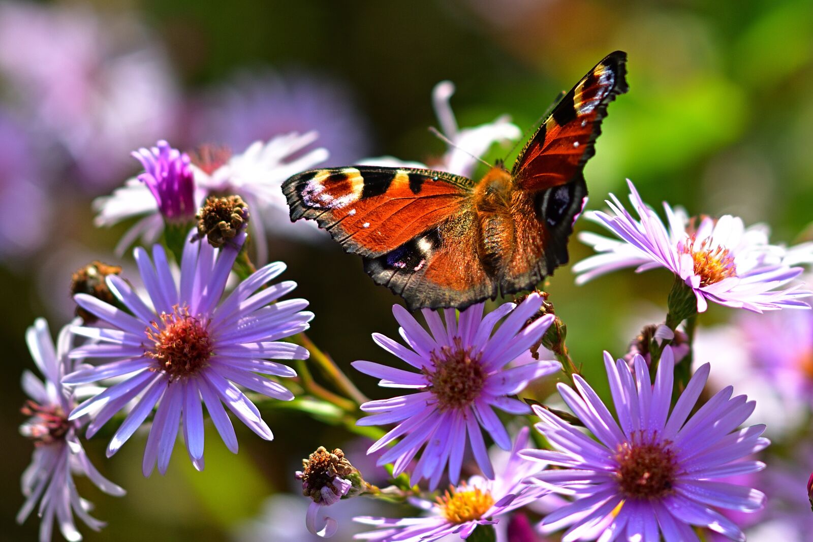 Nikon D5200 sample photo. Nature, butterfly, peacock butterfly photography