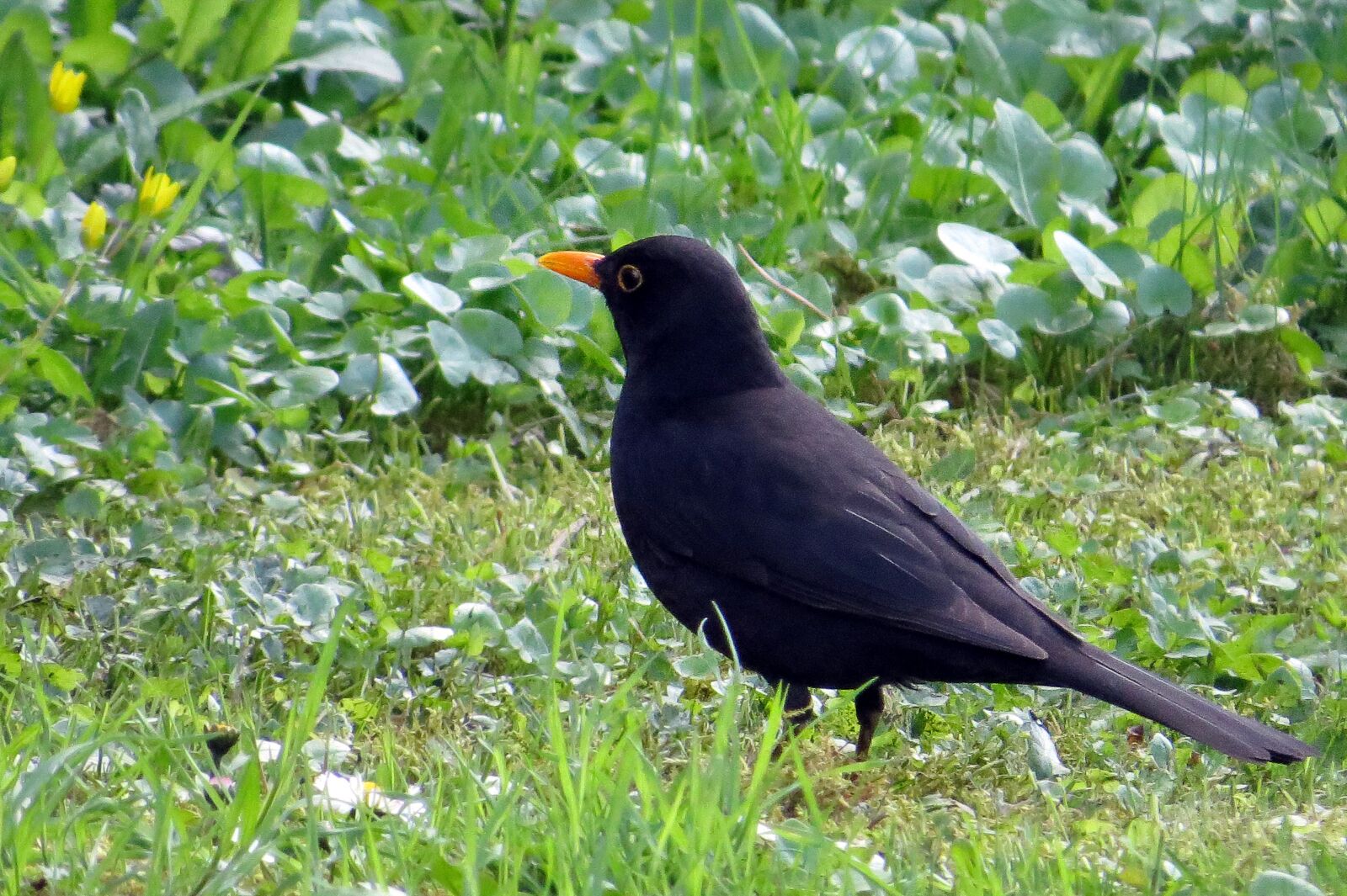 Canon PowerShot SX50 HS sample photo. Bird, blackbird, meadow photography