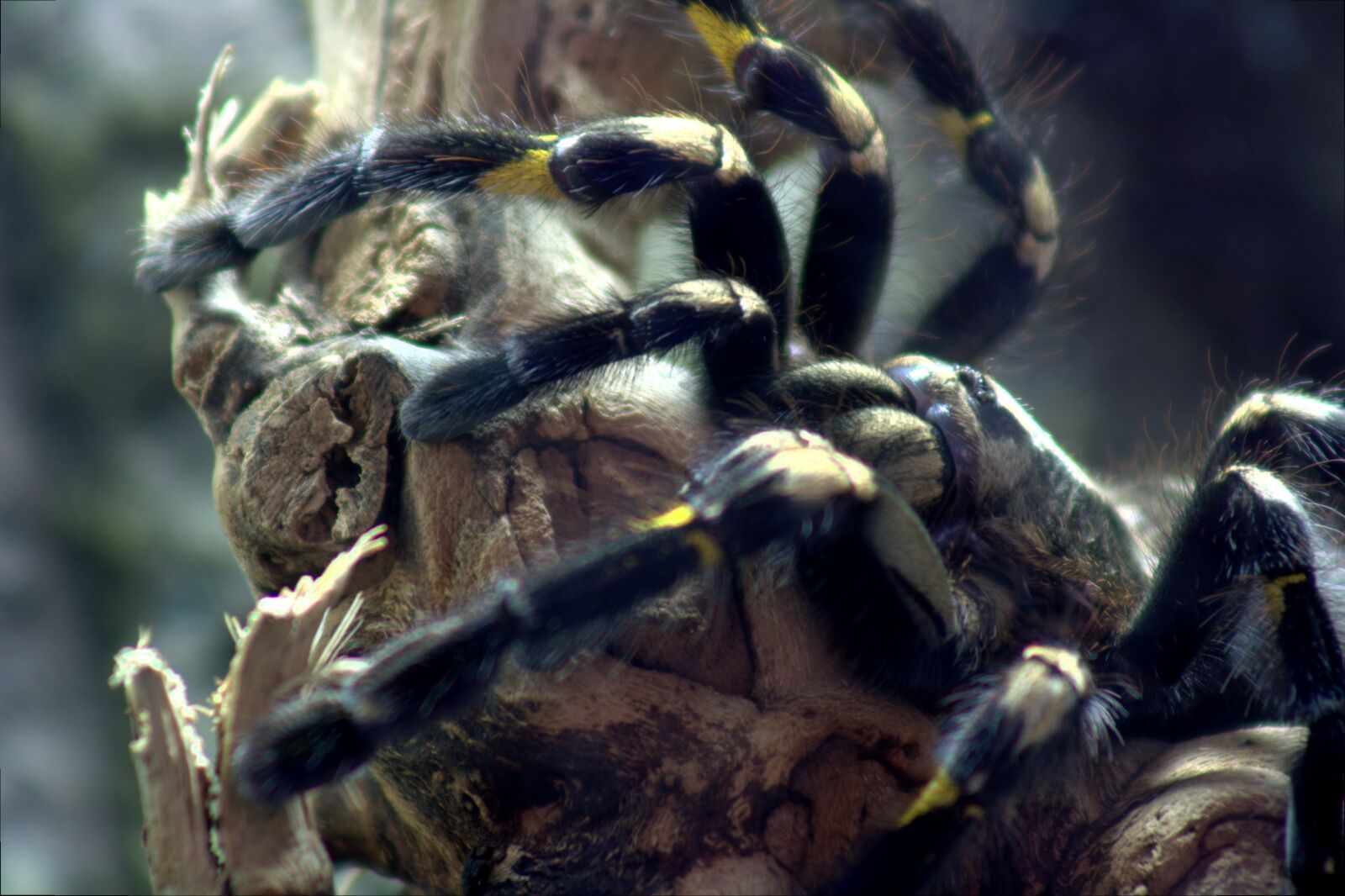 Canon EOS 1000D (EOS Digital Rebel XS / EOS Kiss F) sample photo. Tarantula, tree tarantula, spider photography