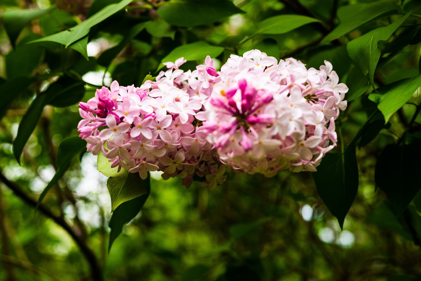 Panasonic Leica DG Summilux 25mm F1.4 II ASPH sample photo. Lilac, flower, garden photography