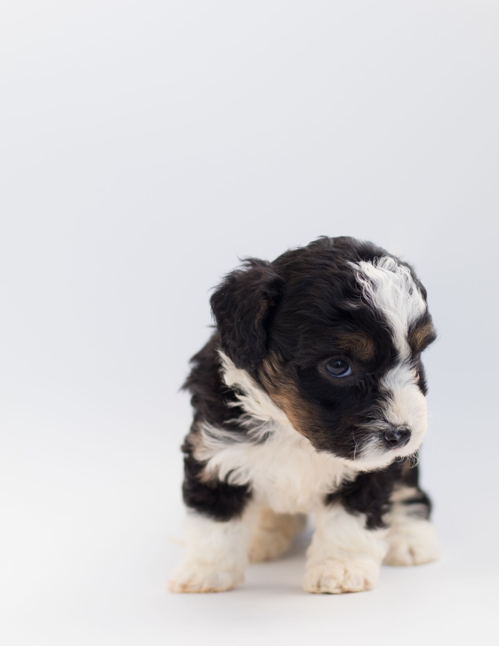 Canon EF 50mm F1.8 STM sample photo. Dog, puppy, doodle photography