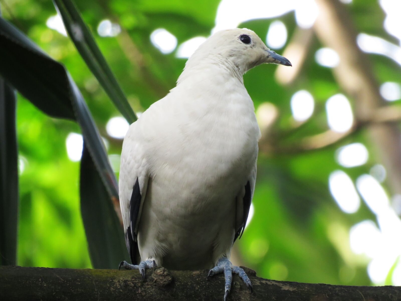 Canon PowerShot SX60 HS sample photo. Dove, pigeon, bird photography