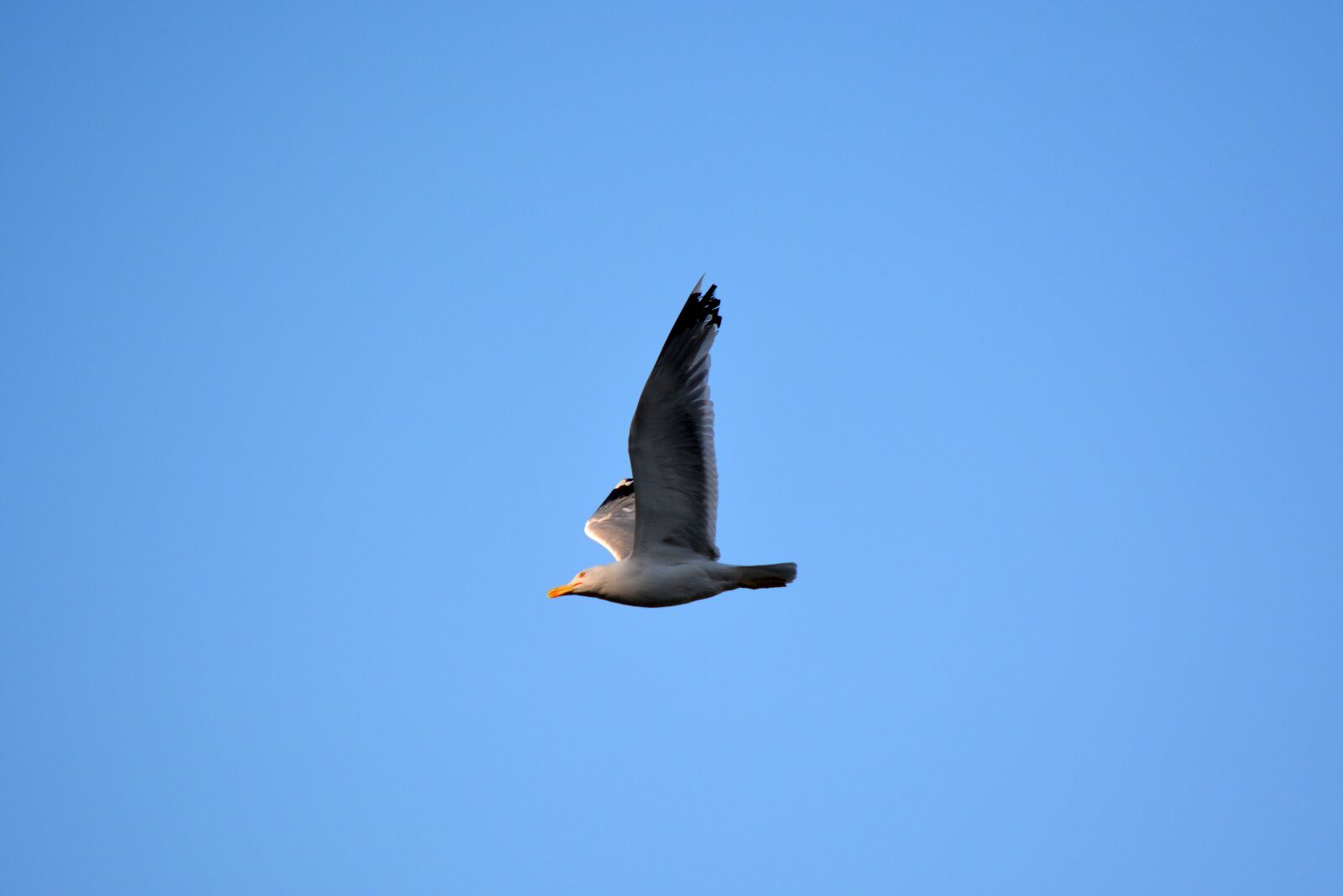 Nikon D5200 sample photo. Seagull, bird, sky photography