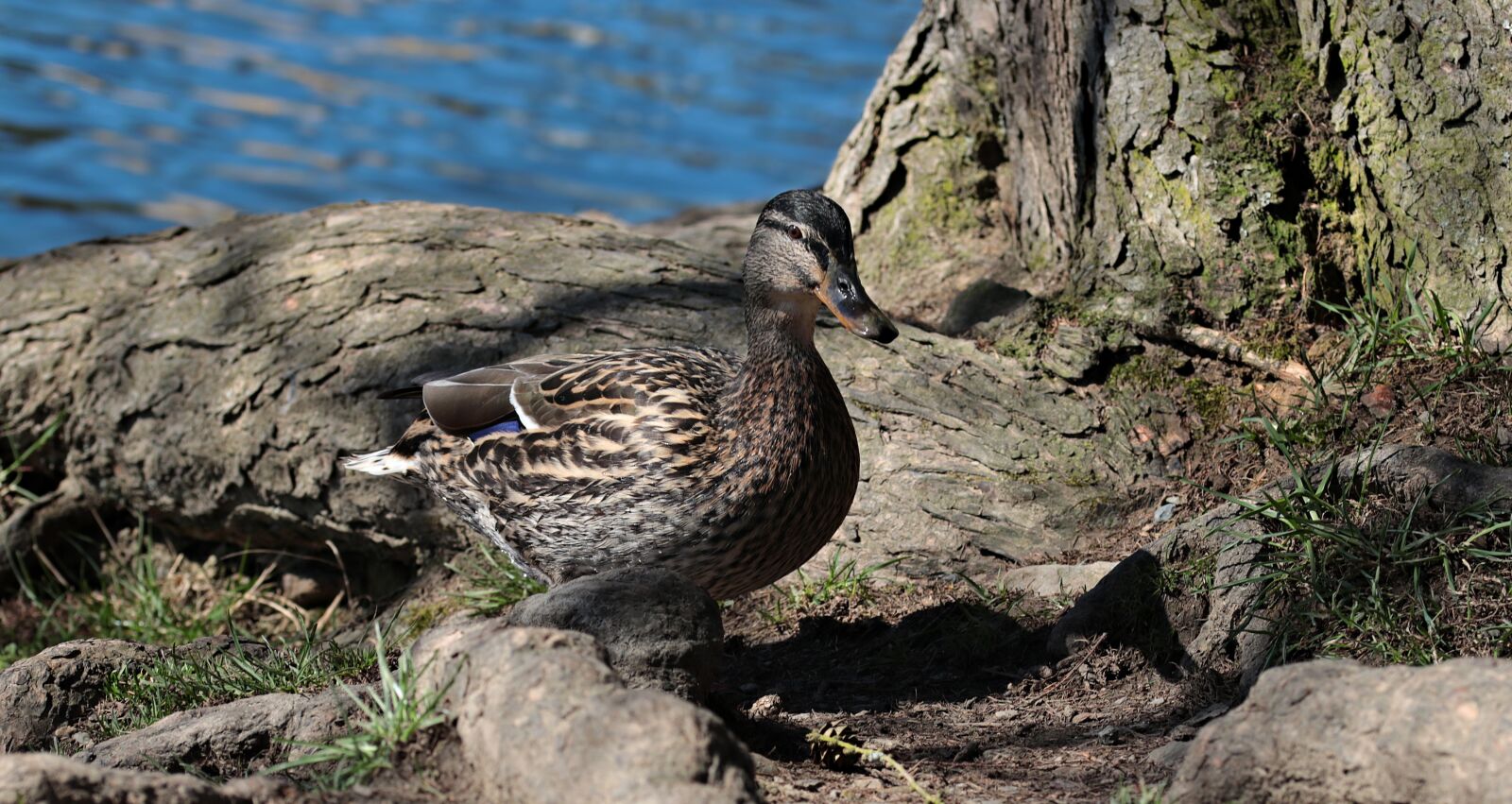 Canon EOS 80D sample photo. Nature, animal world, animal photography