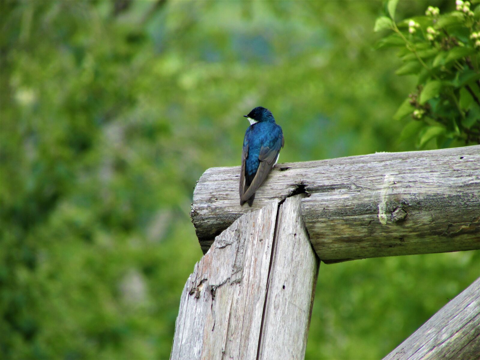 Canon PowerShot SX500 IS sample photo. Tree swallow, swallow, tree photography