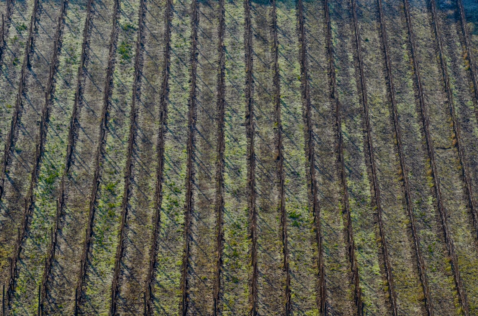 Nikon D5100 sample photo. Vineyard, vines, winter photography