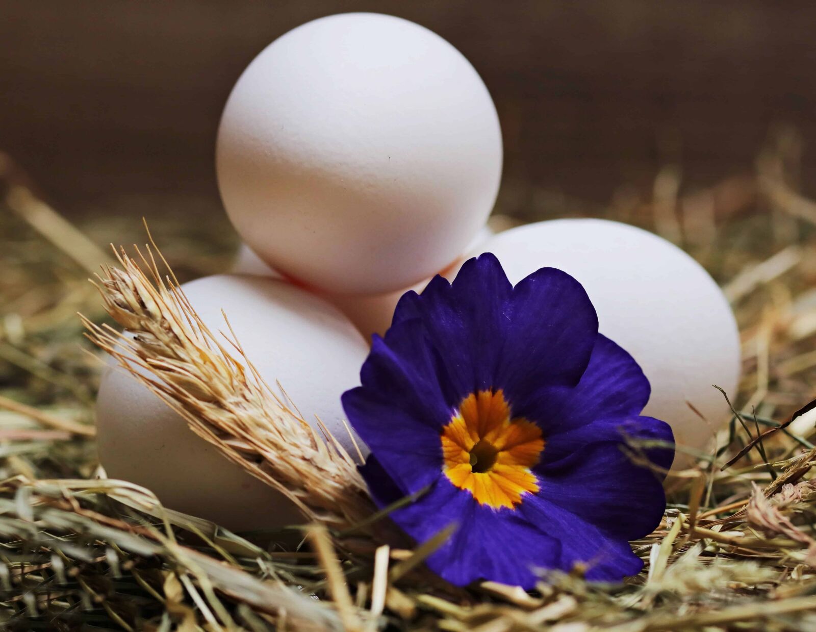 Canon EOS 80D sample photo. Still life, nature, egg photography
