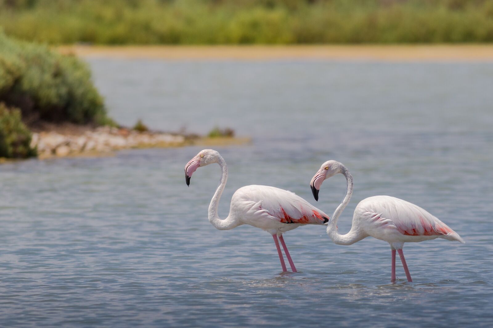 Canon EOS 6D sample photo. Flaming, flamingos, birds photography