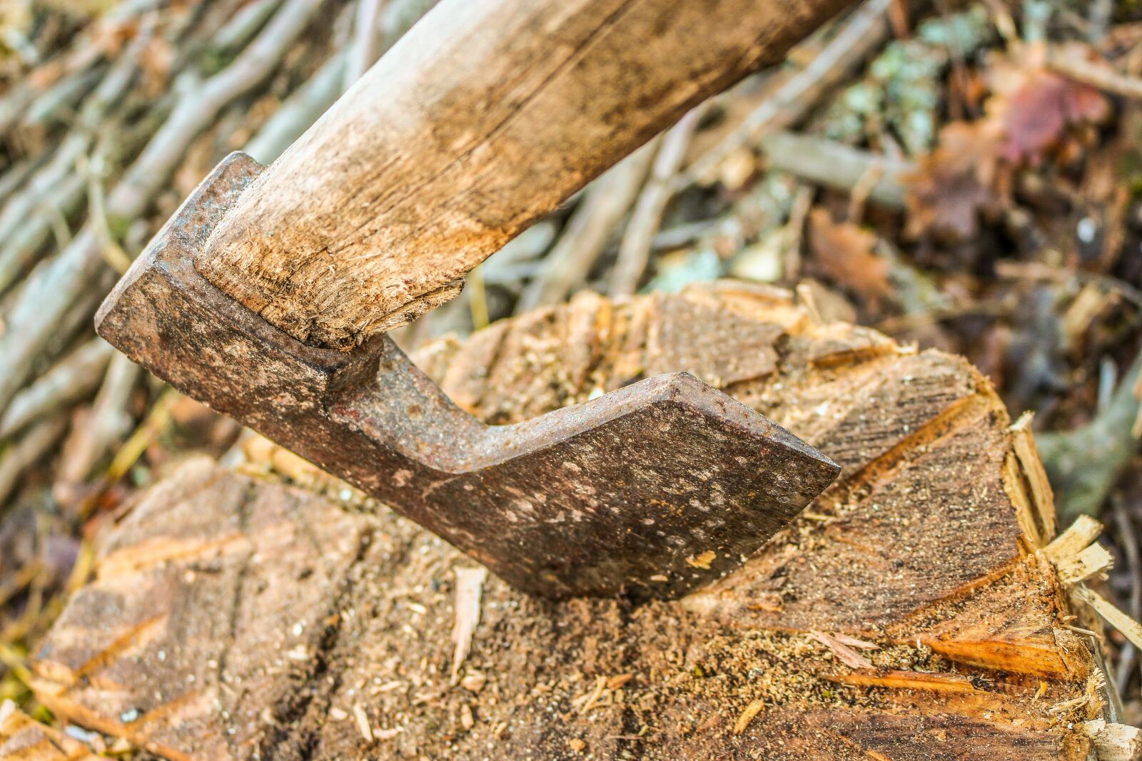 Canon EOS 700D (EOS Rebel T5i / EOS Kiss X7i) sample photo. Axe, wood, tree photography