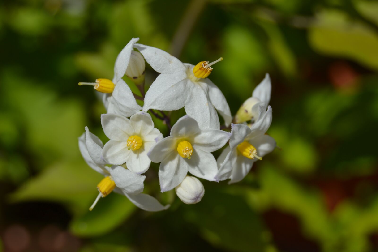 Nikon D3100 sample photo. Nature, flower, leaf photography