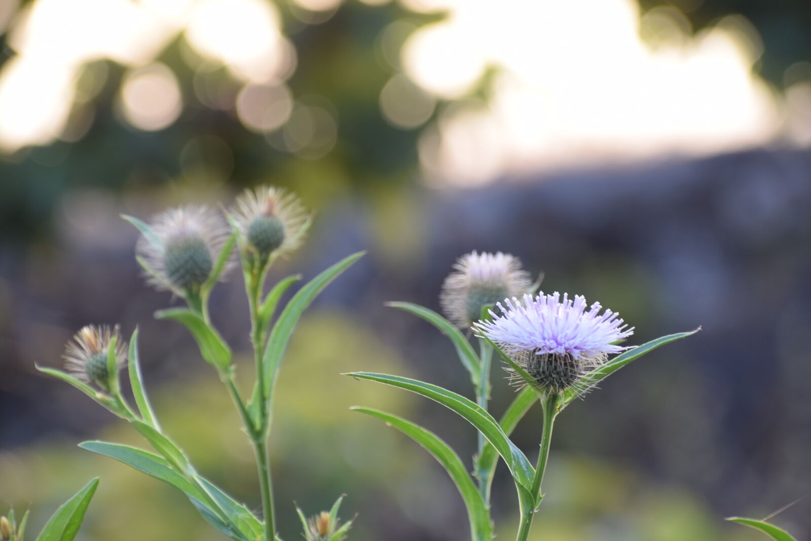 Nikon D5300 sample photo. Flower, nature, blossom photography