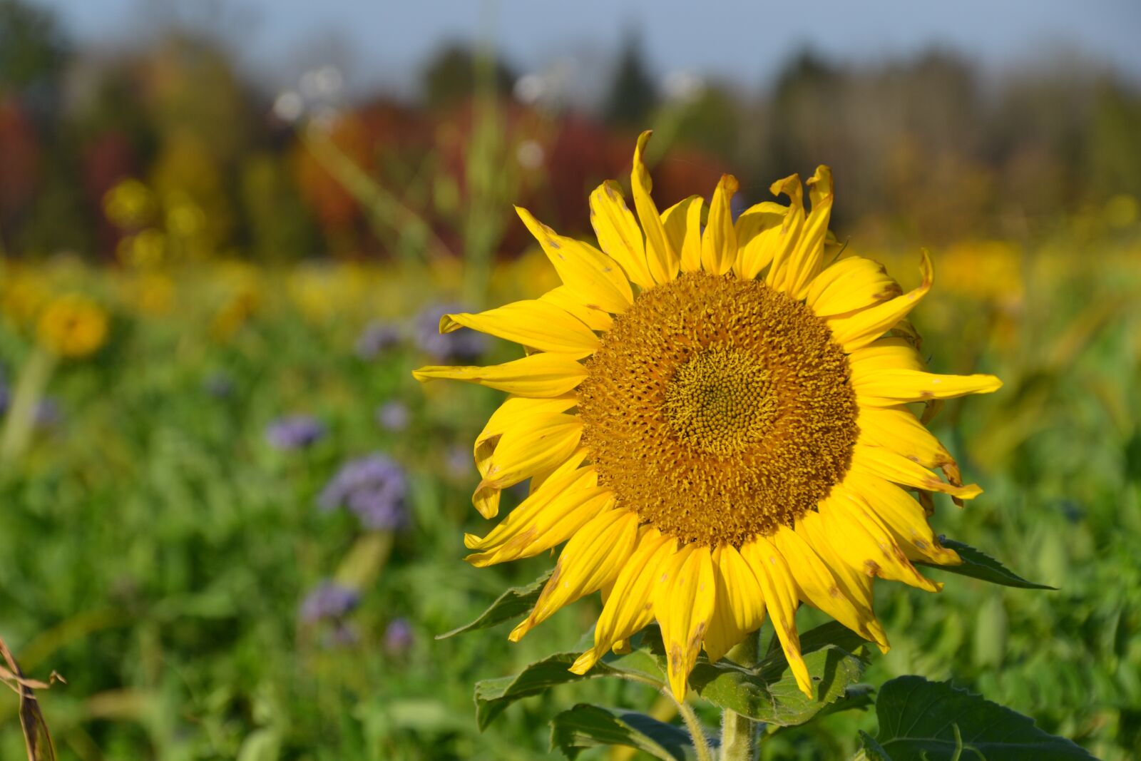 Nikon D3100 sample photo. Autumn, flower meadow, fodder photography