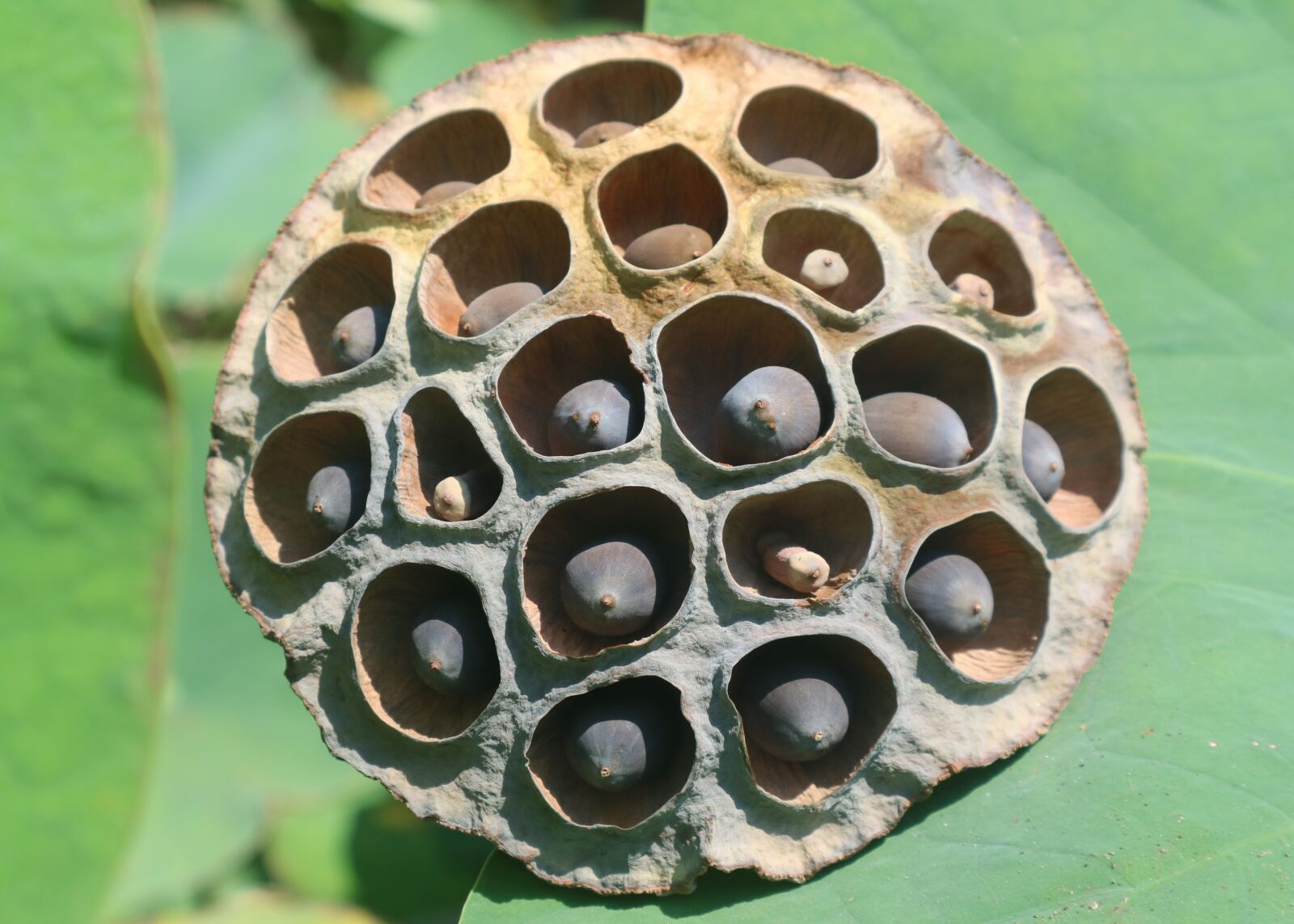 Canon EOS M3 sample photo. Lotus seed, brown, circle photography