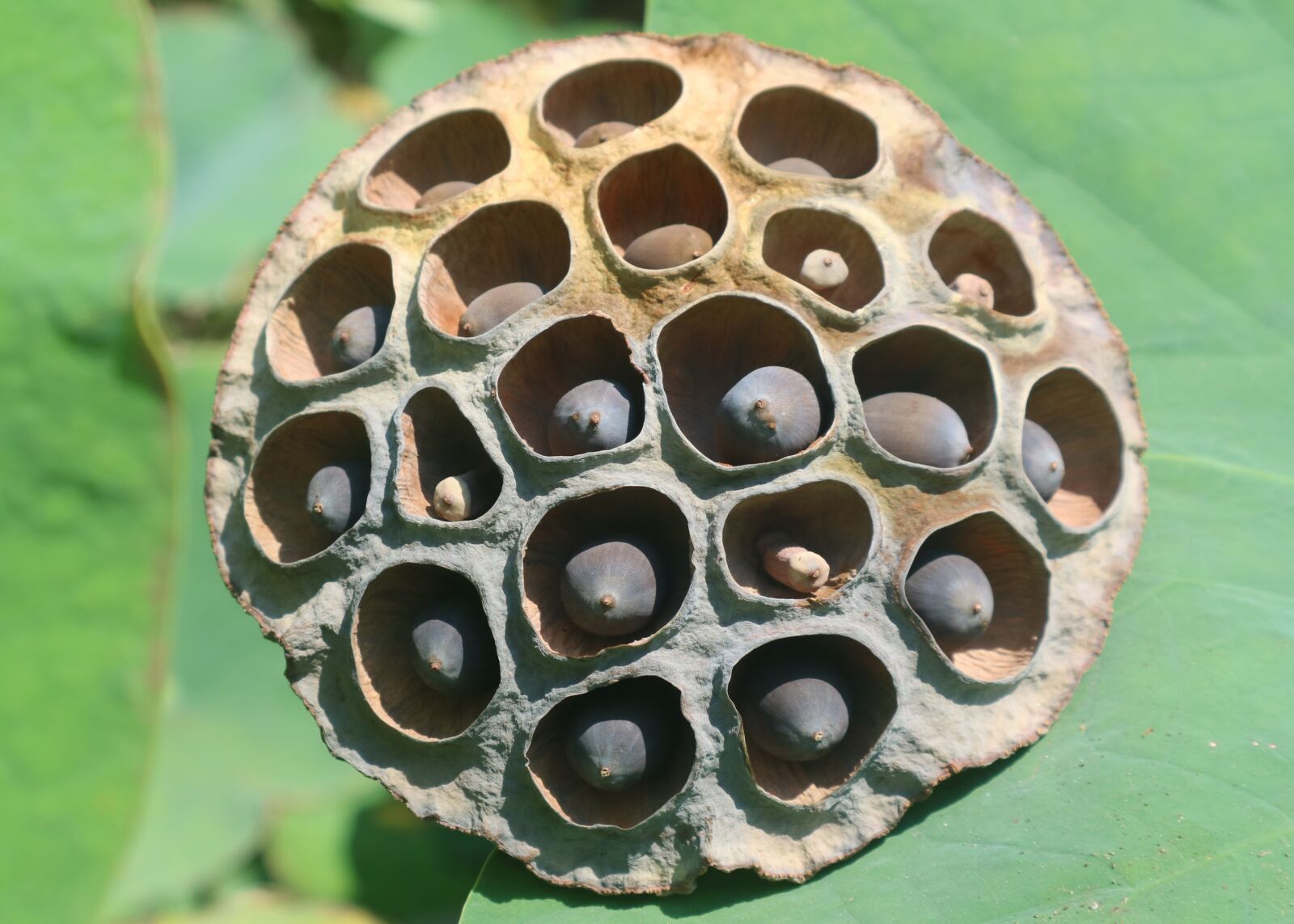 Canon EOS M3 + Canon EF-M 15-45mm F3.5-6.3 IS STM sample photo. Lotus seed, brown, circle photography