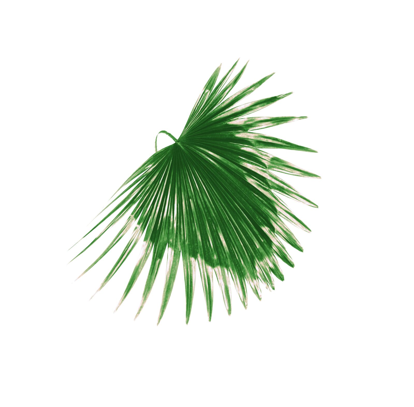 Canon EOS 700D (EOS Rebel T5i / EOS Kiss X7i) sample photo. Palm, leaf, leaves photography