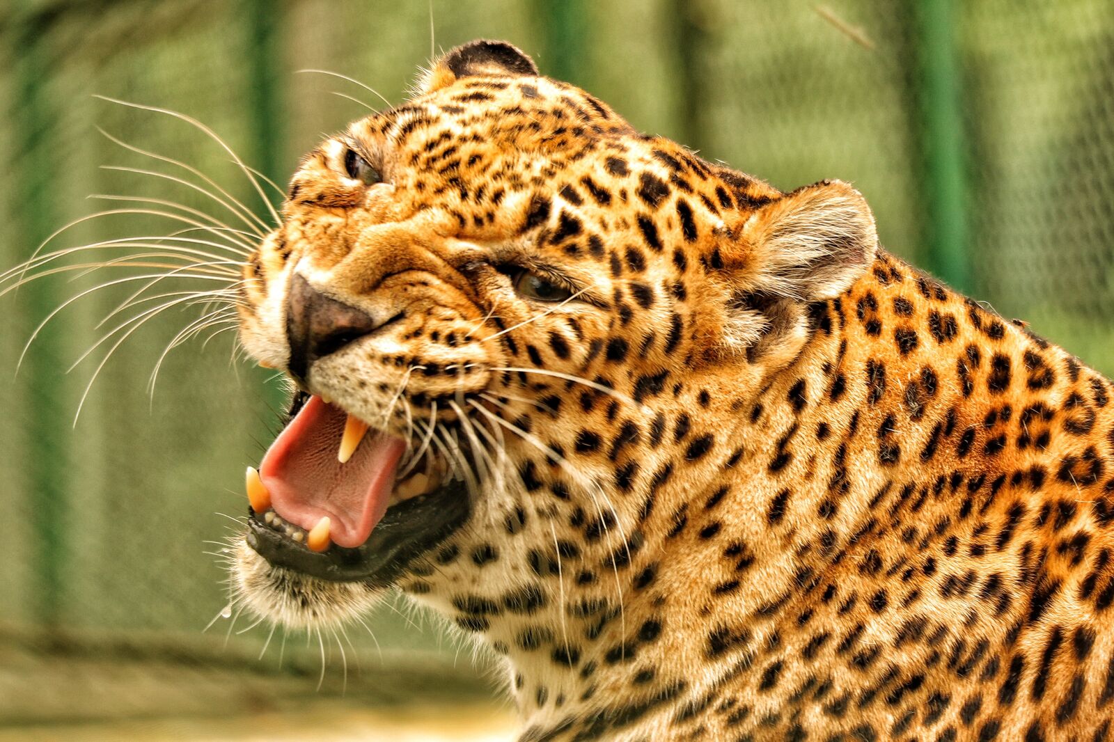 Canon EOS 760D (EOS Rebel T6s / EOS 8000D) sample photo. Leopard, wildlife, animals photography