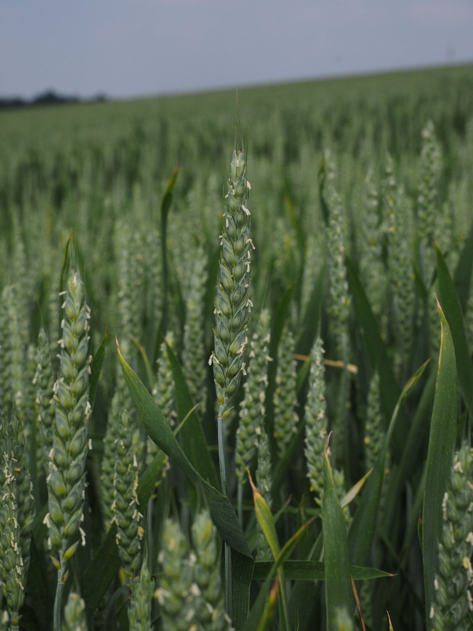Olympus OM-D E-M1 + Olympus M.Zuiko Digital ED 12-40mm F2.8 Pro sample photo. Wheat field, wheat, wheat photography