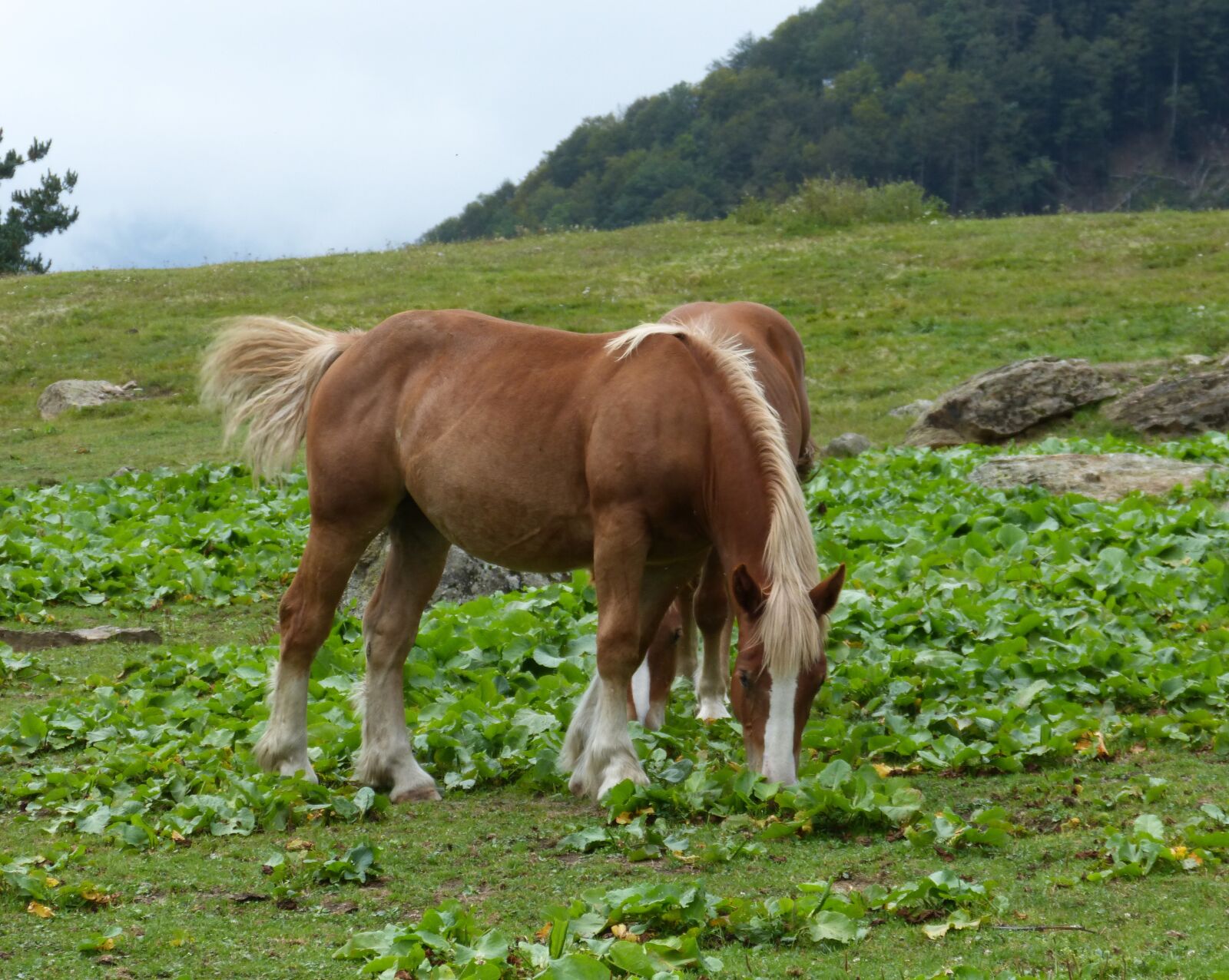 Panasonic DMC-FZ62 sample photo. Horses, prado, pacer photography