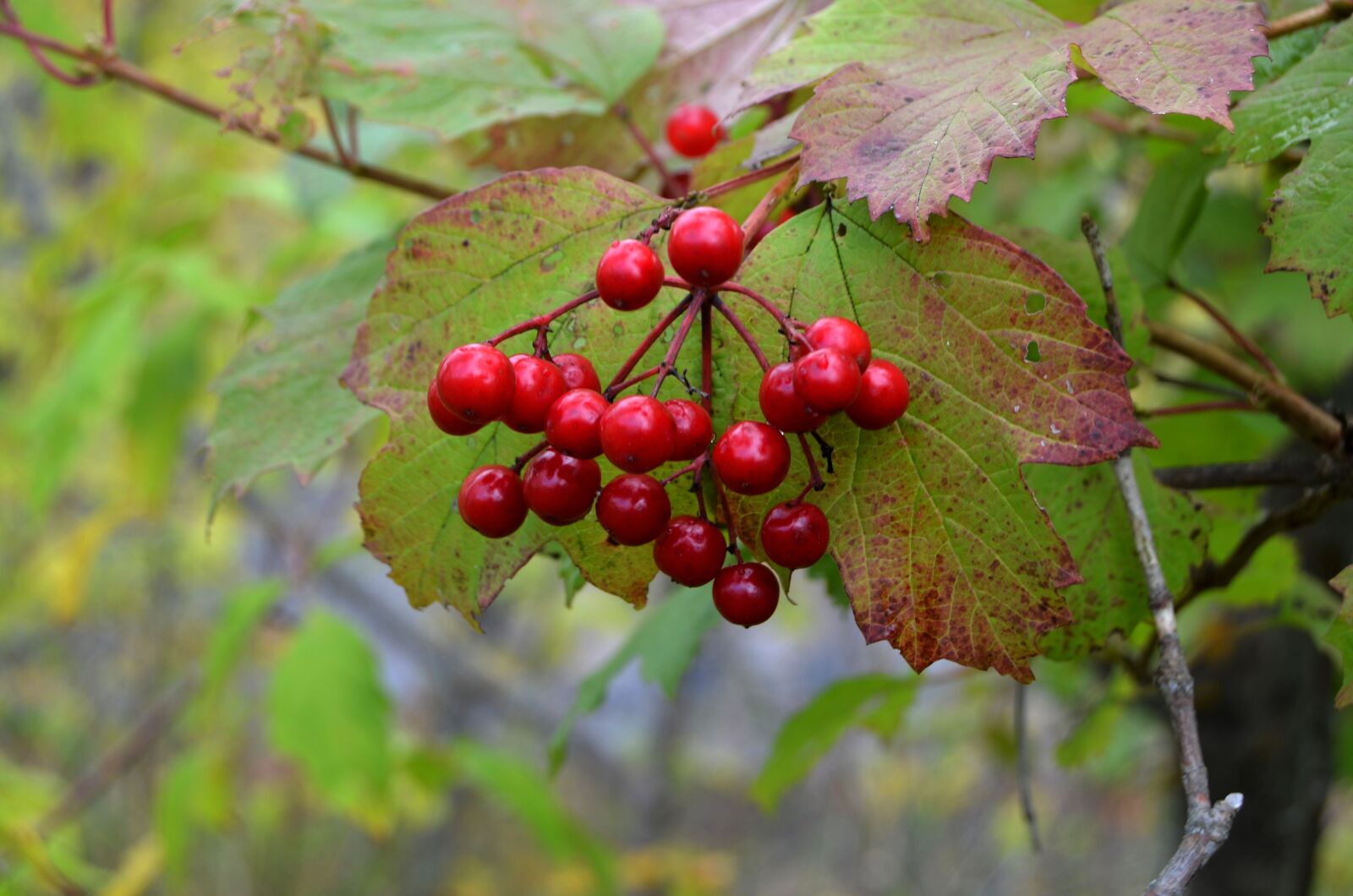 Nikon D5100 sample photo. Forest, viburnum, fruit photography