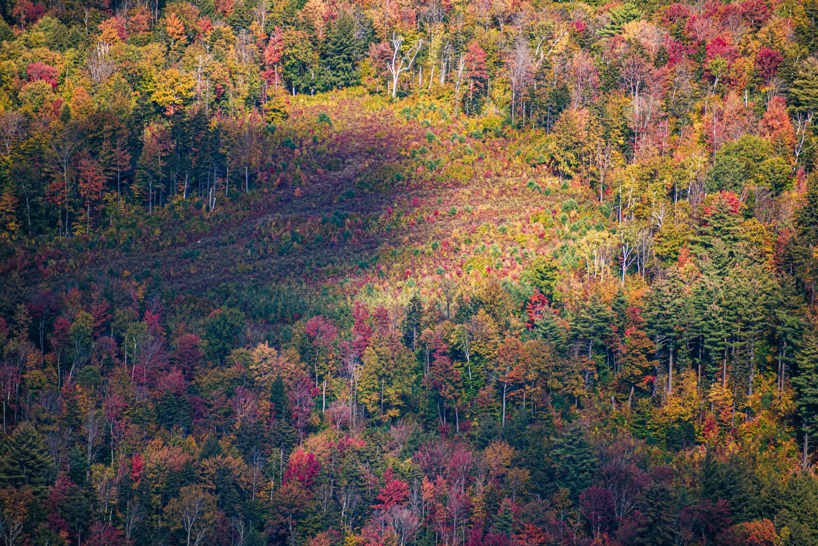 Nikon D5600 sample photo. Trees, autumn, vibrant photography