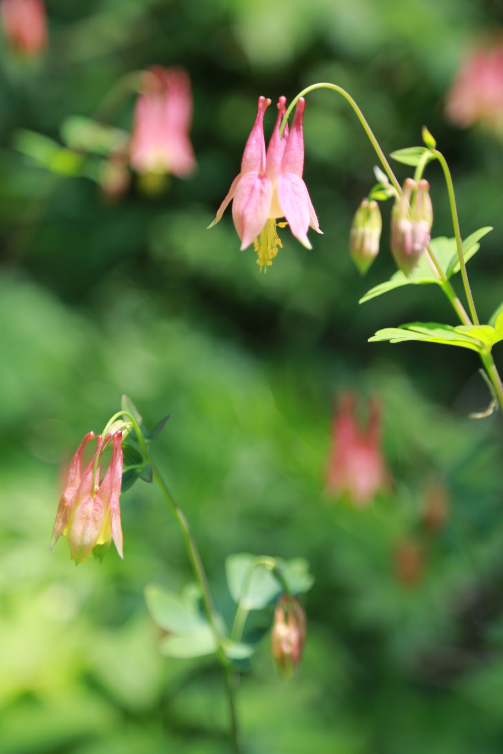 Canon EOS 6D + Canon EF 24-105mm F4L IS USM sample photo. Nature, plants, flowers photography