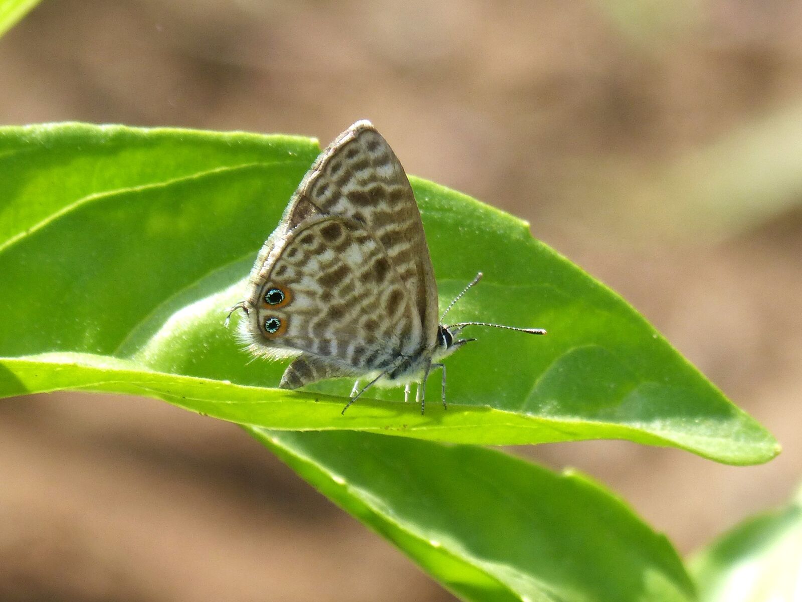 Panasonic DMC-FZ62 sample photo. Teenindusega boeticus, butterfly, leaf photography