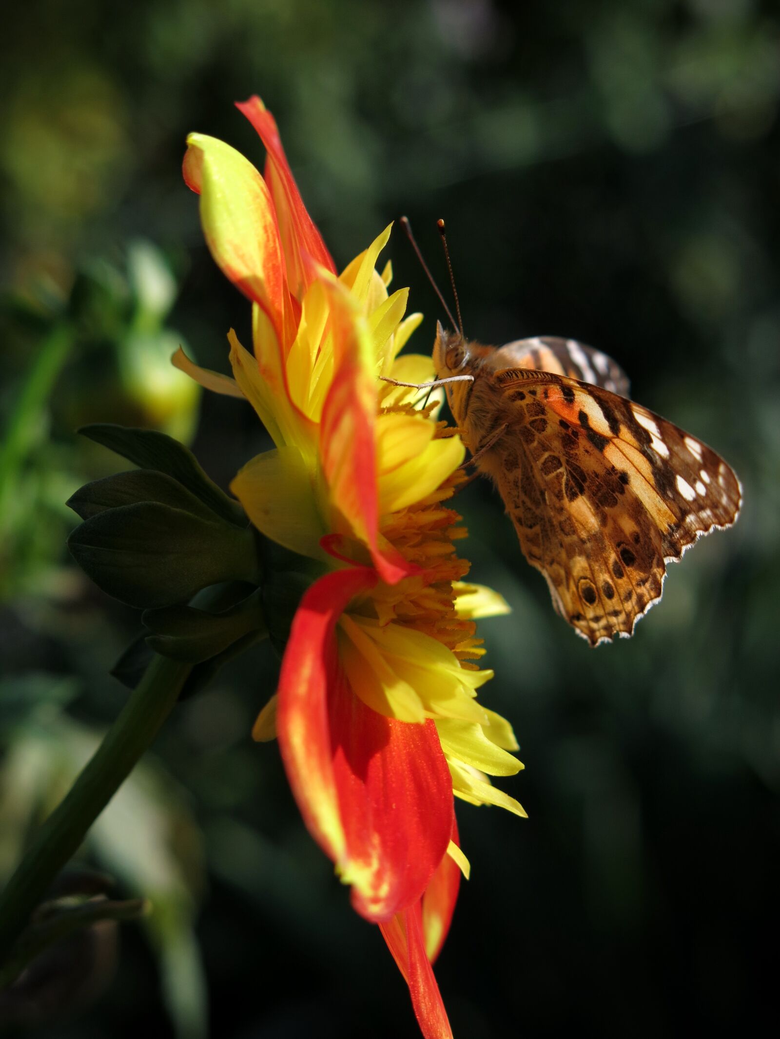 Canon PowerShot G15 sample photo. Vanessa cardui, walking butterfly photography
