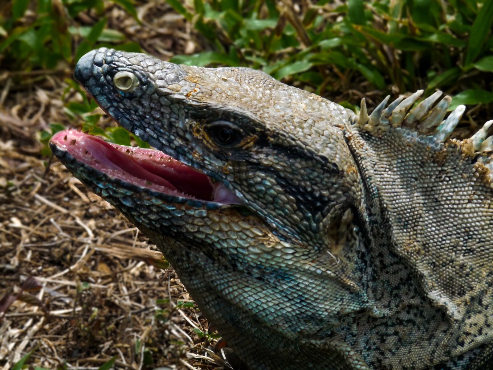 Panasonic Lumix DMC-FZ28 sample photo. Lizard, animal, jungle photography
