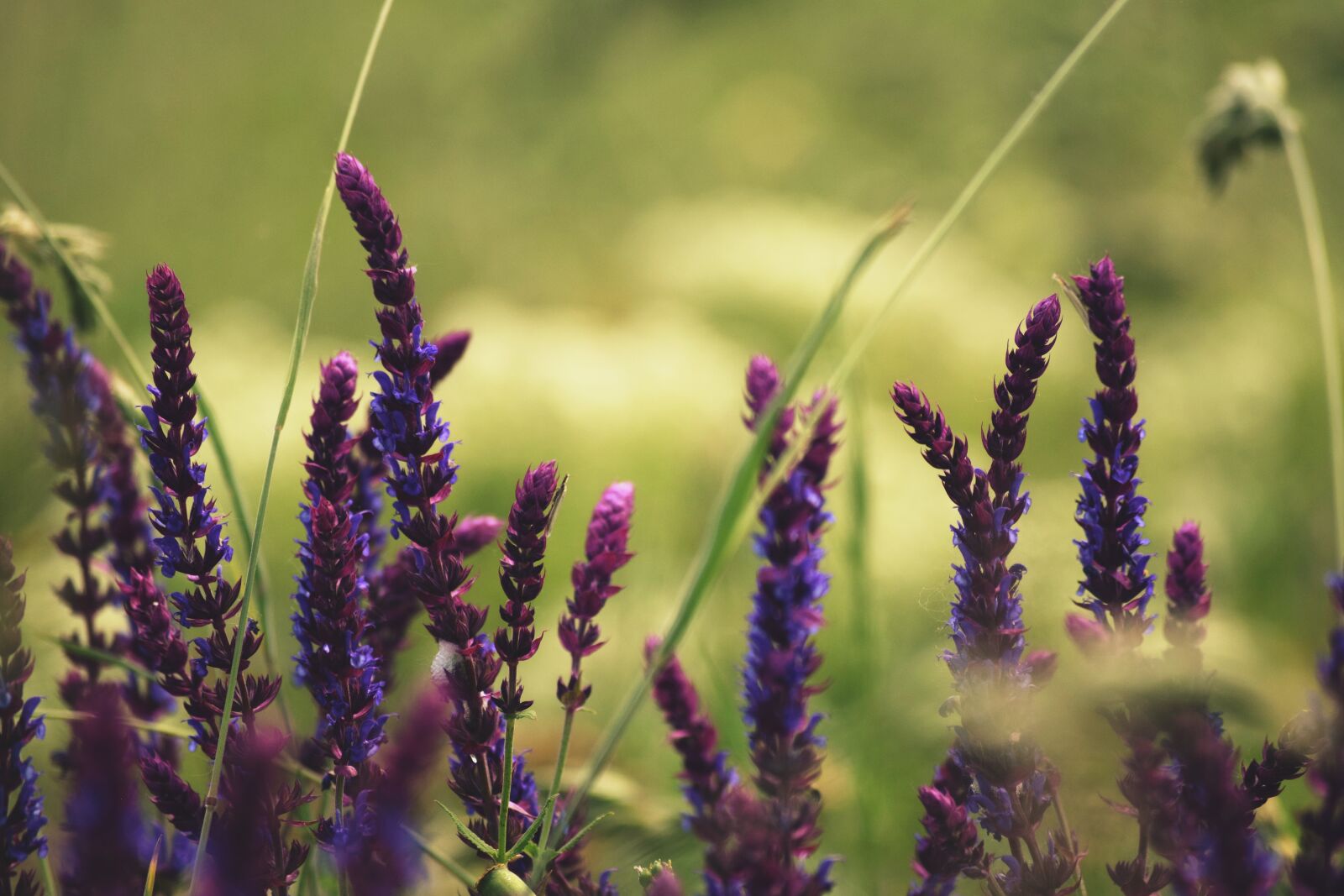Nikon D3300 sample photo. Nature, purple, blue photography