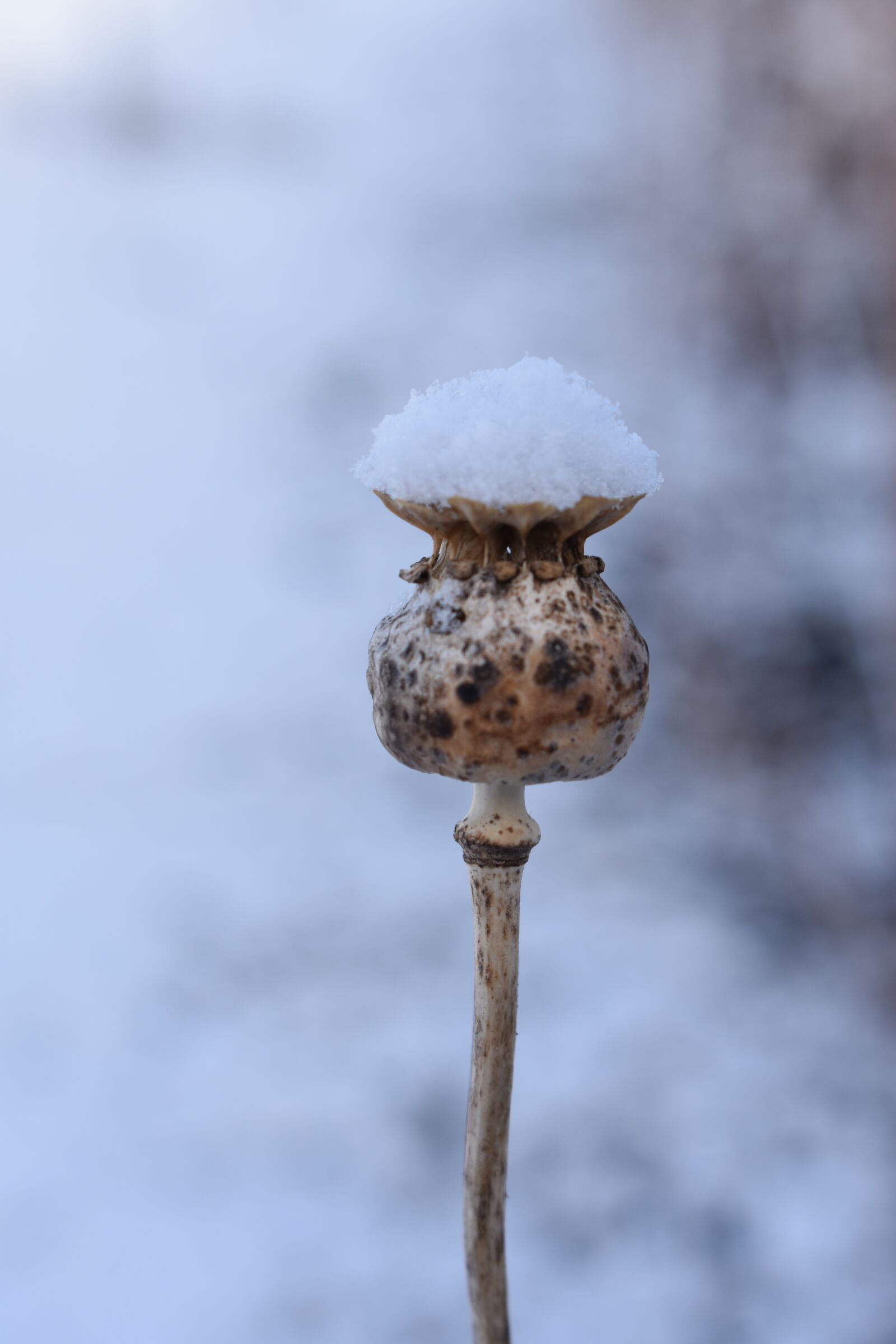 Nikon D3400 sample photo. Mack, winter, box photography