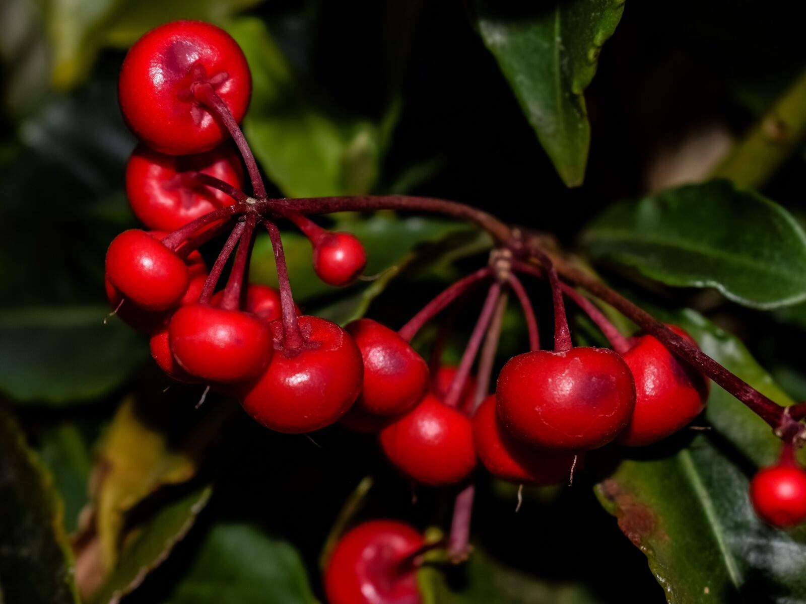 Nikon D3300 sample photo. Fruit, leaf, nature photography