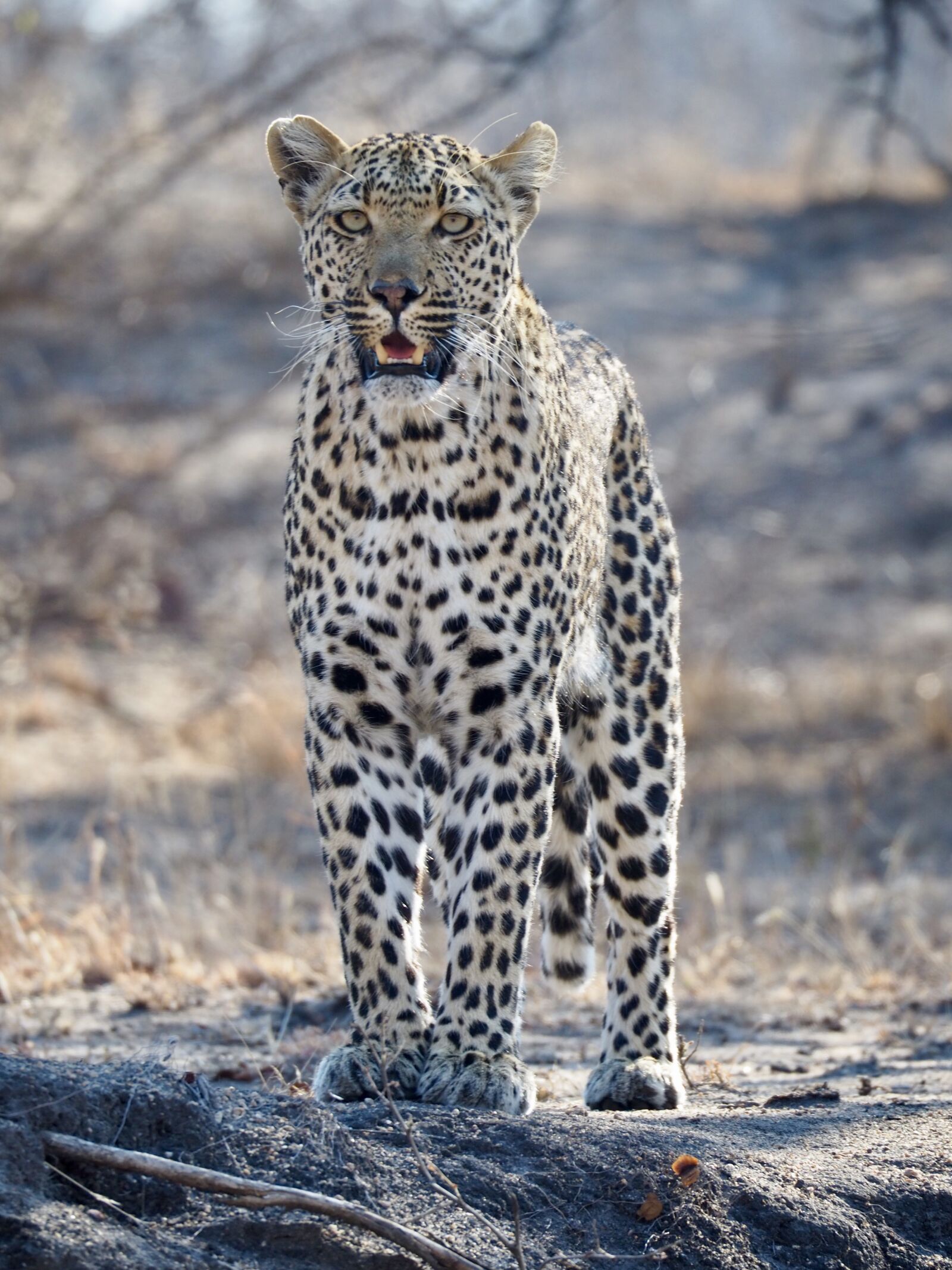 Olympus M.Zuiko ED 75-300mm F4.8-6.7 II sample photo. Leopard, south africa, safari photography