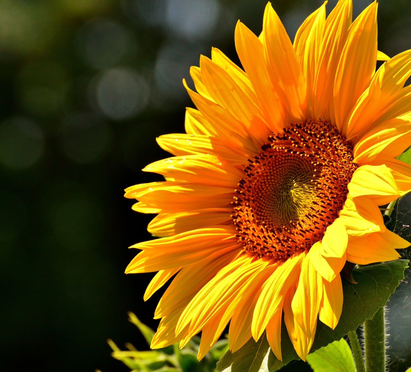 Nikon D3200 sample photo. Sunflower, summer, garden photography