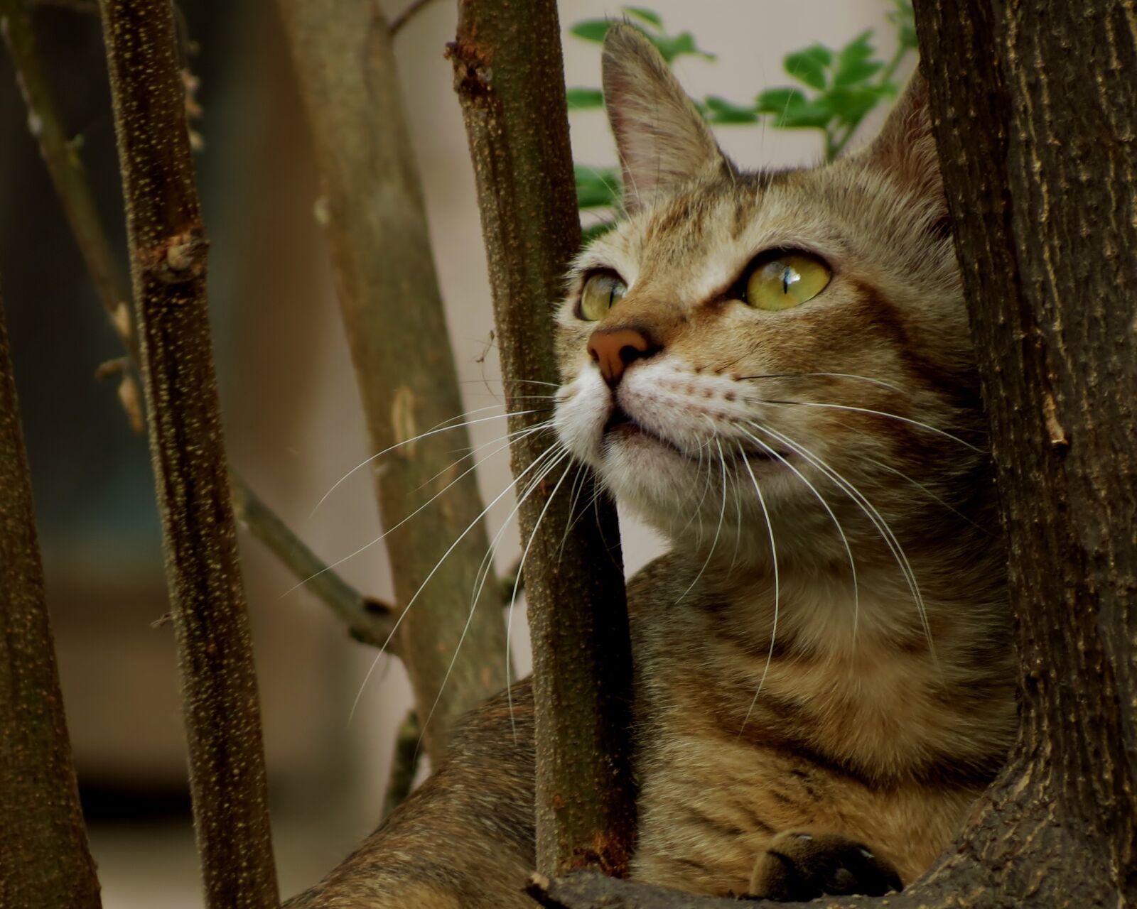 Canon PowerShot SX40 HS sample photo. Animal, cat photography