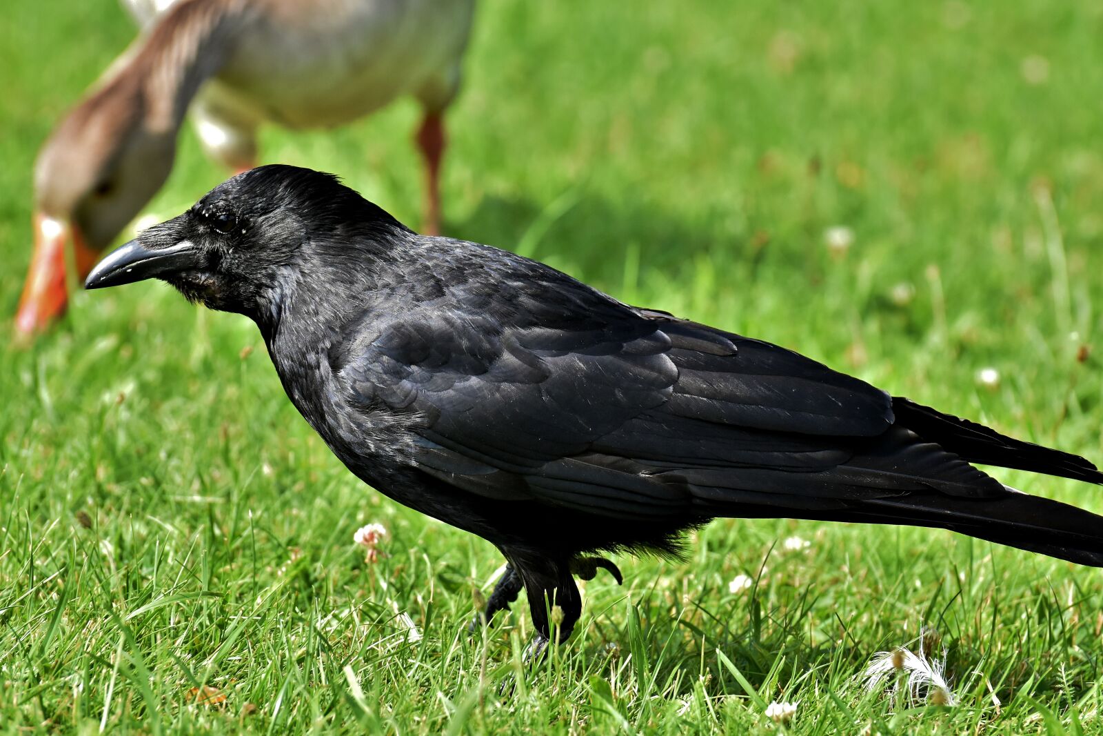 Nikon D7200 sample photo. Crow, raven bird, raven photography