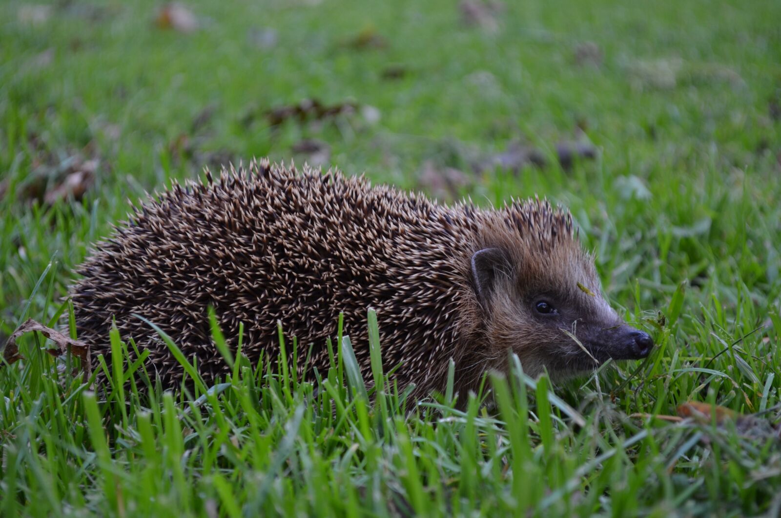 Nikon D5100 sample photo. Hedgehog, grass, nature photography