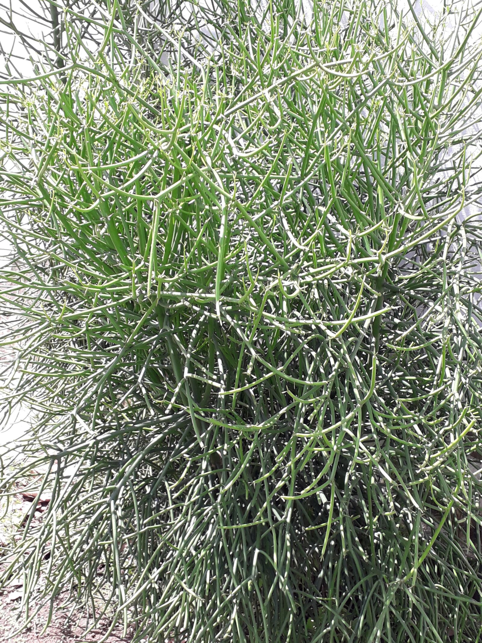 Samsung Galaxy J6 sample photo. Vegetação, árvore, arbusto photography