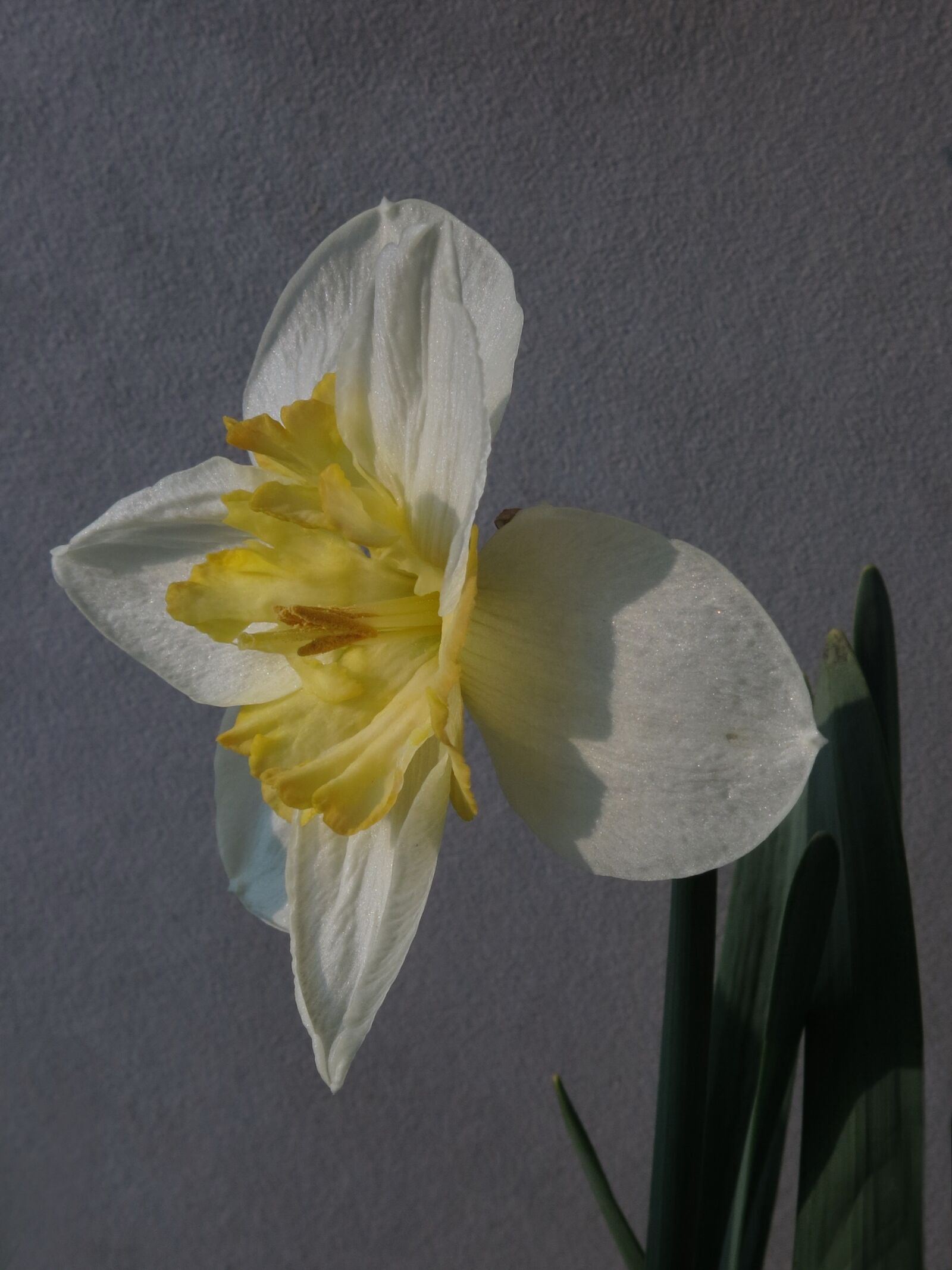 Canon PowerShot G15 sample photo. Narcissus, daffodil, flower photography