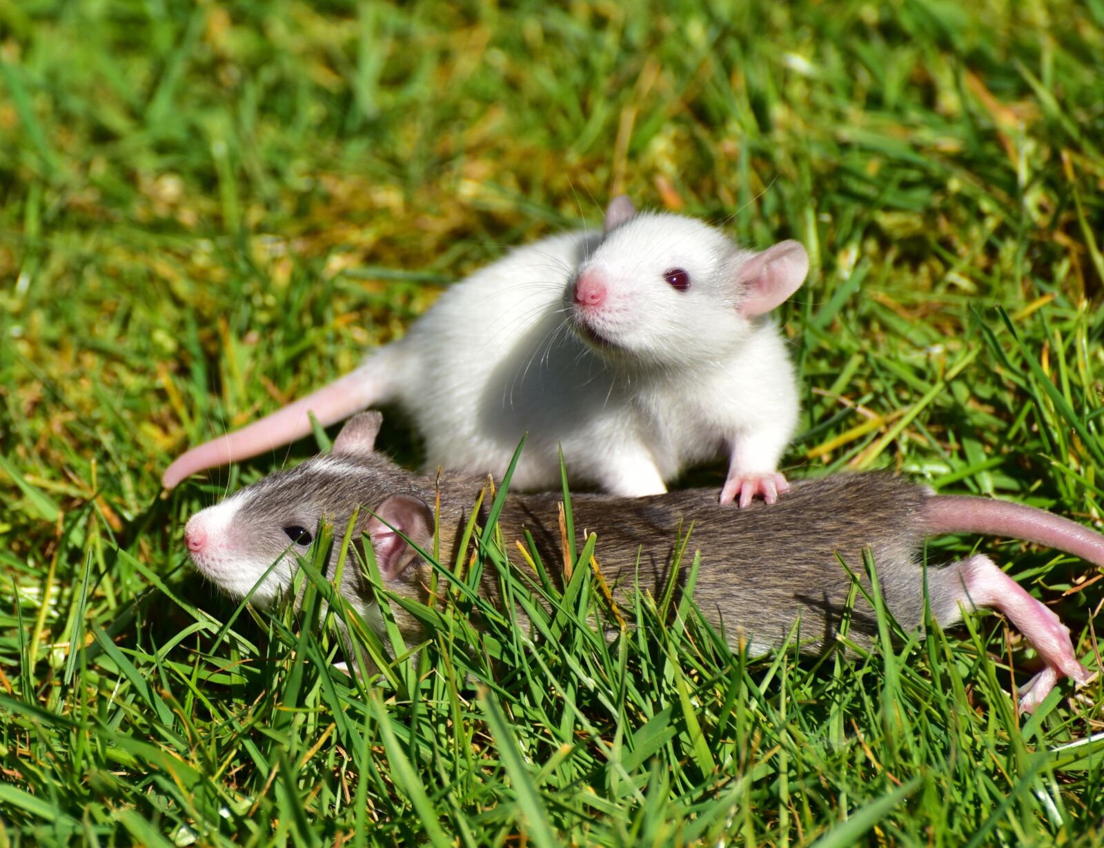 Nikon D750 sample photo. Rat, rat babies, needy photography