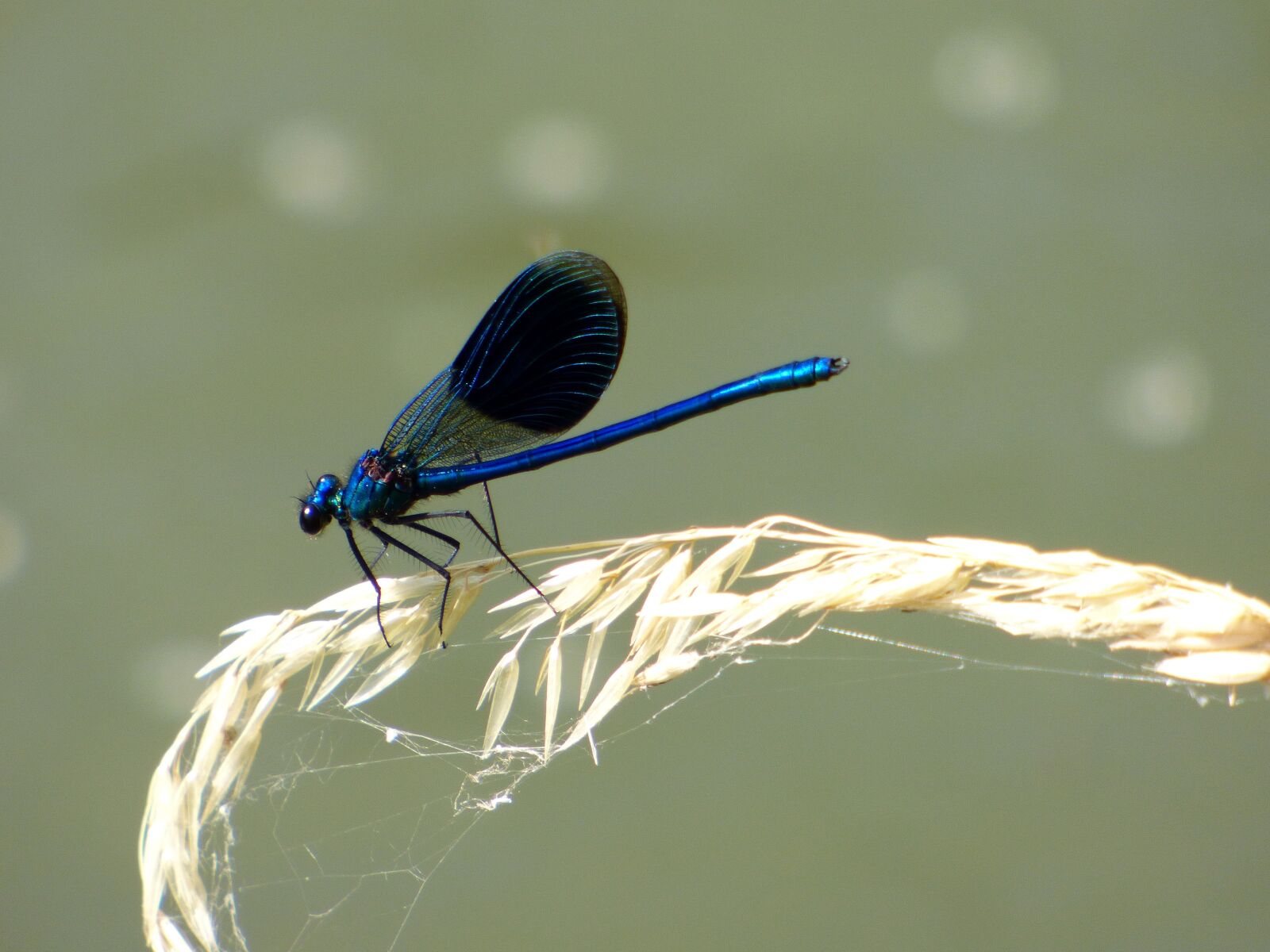 Panasonic DMC-FZ72 sample photo. Demoiselle, dragonfly, blue photography
