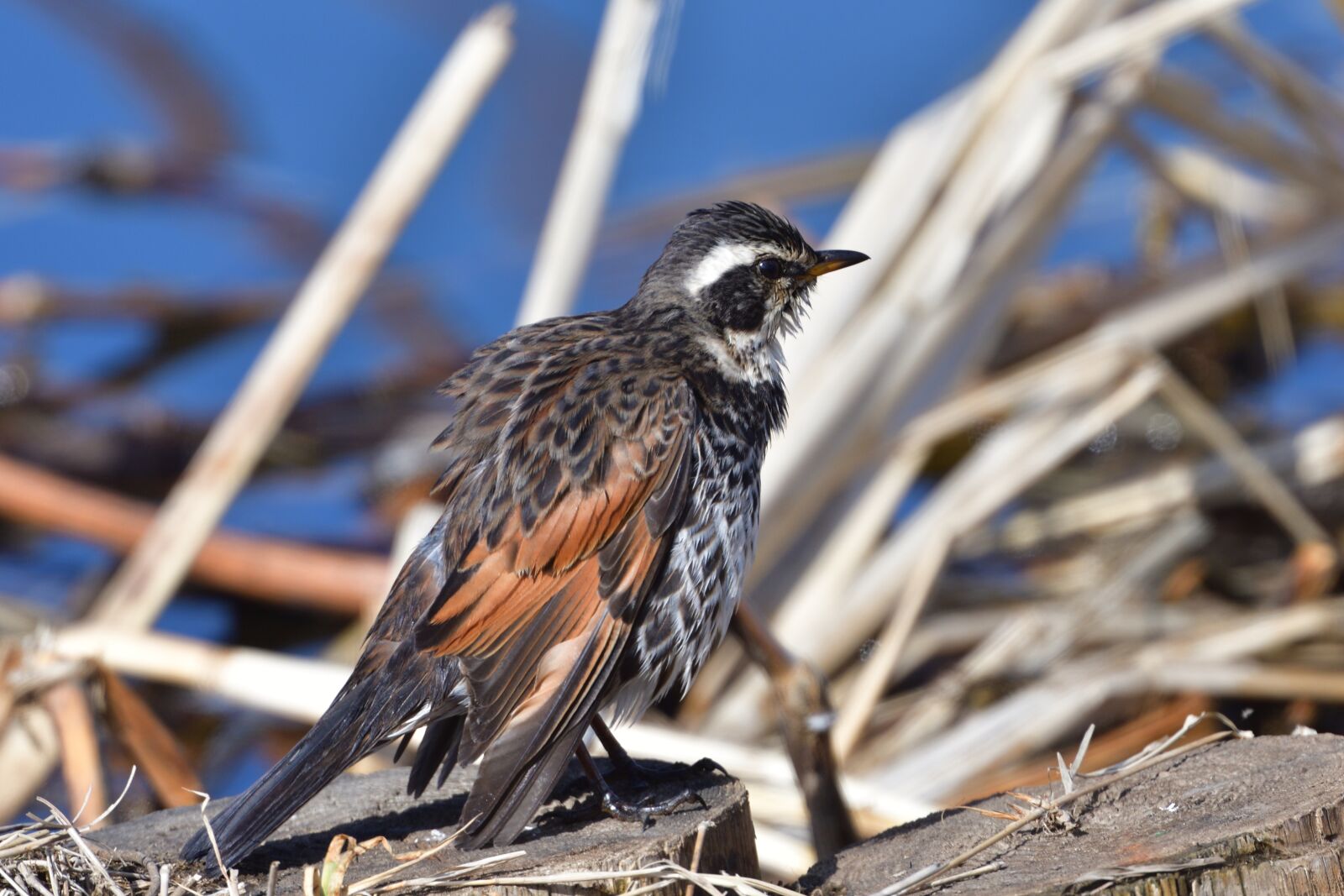 Nikon D500 sample photo. Bird, natural, wild animals photography